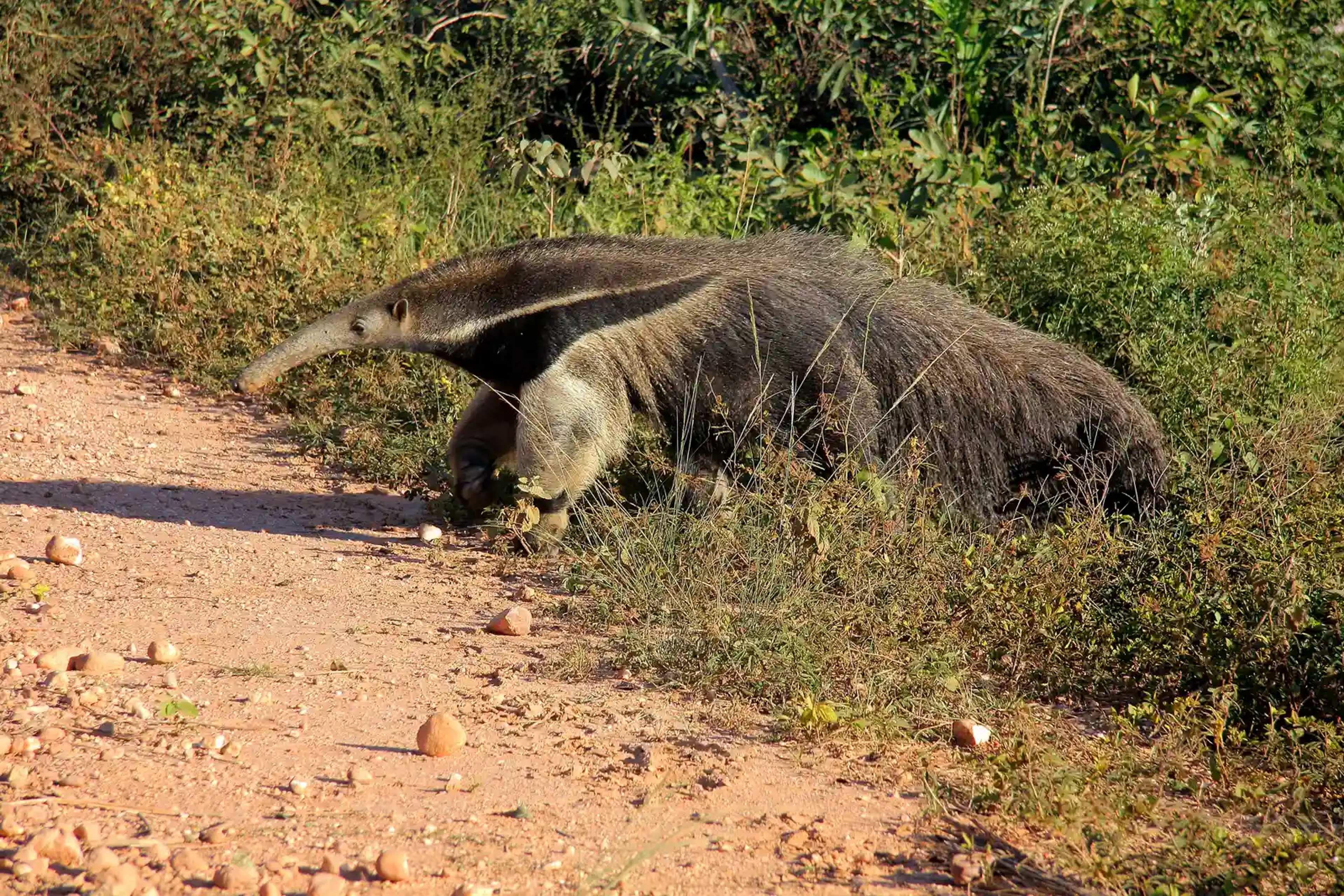 Lydia Möcklinghoff, Giant Anteater Scientist, Dies in Crash