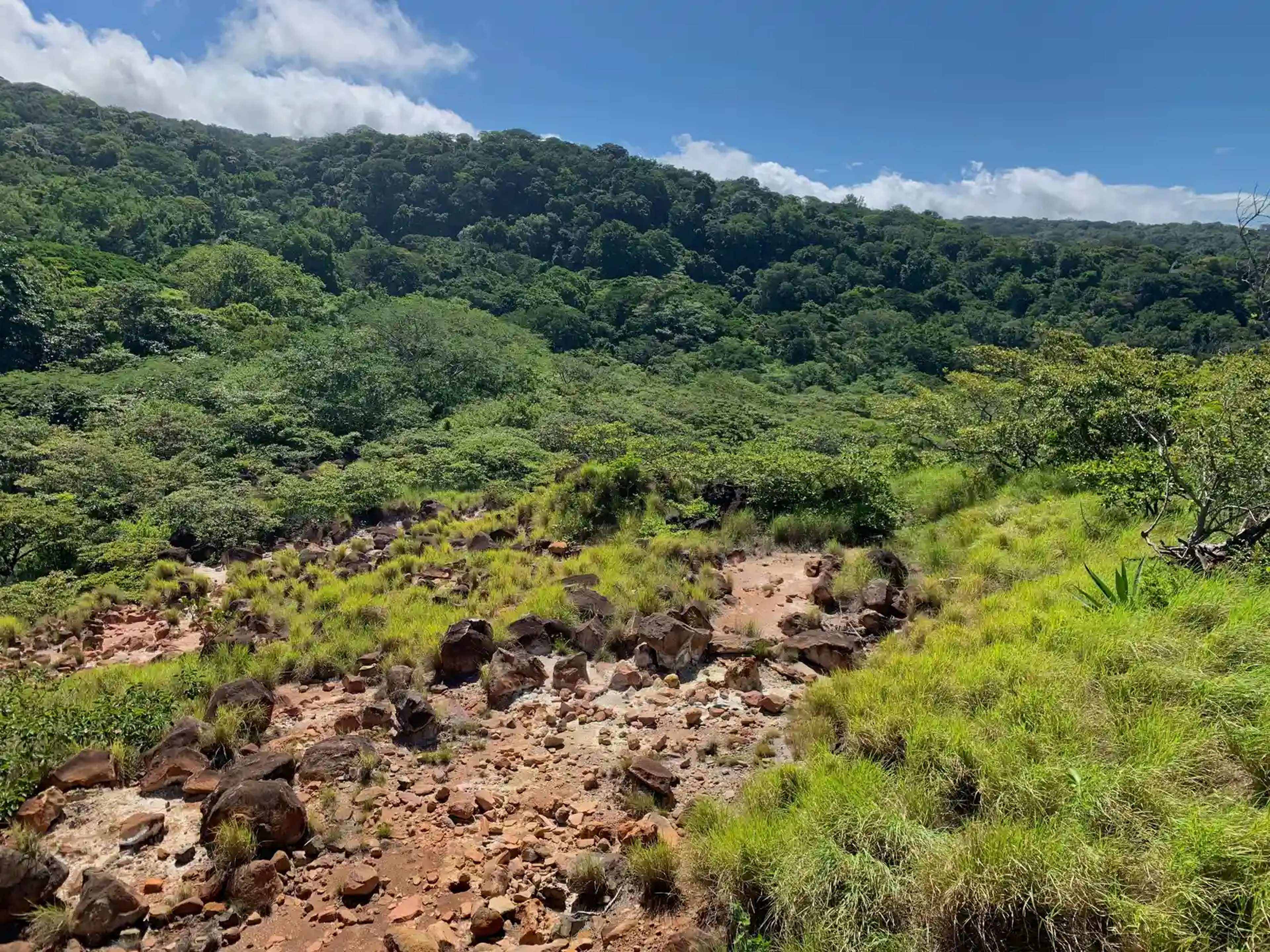 Cocoa Boom Threatens Liberia's Rainforests