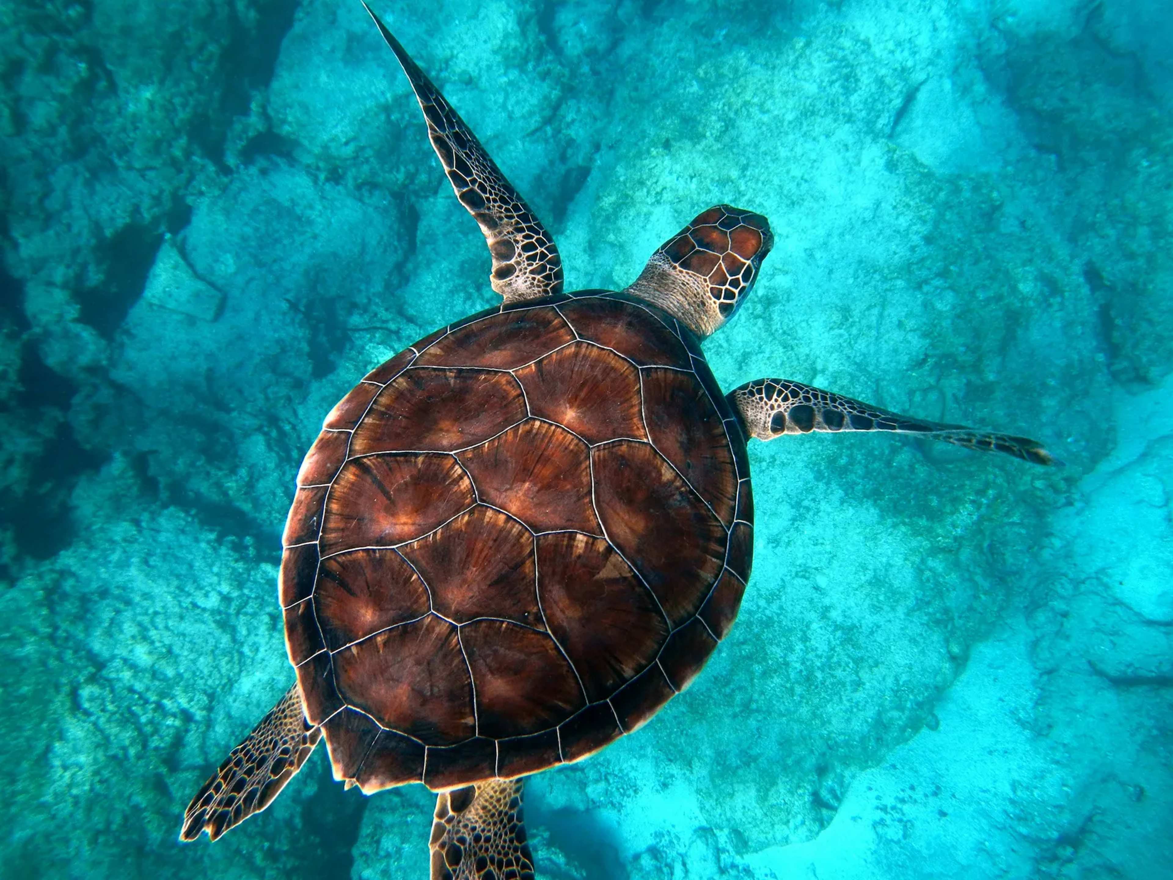 A Loggerhead Sea Turtle Nesting on Jekyll Island Strengthened One Family’s Bonds
