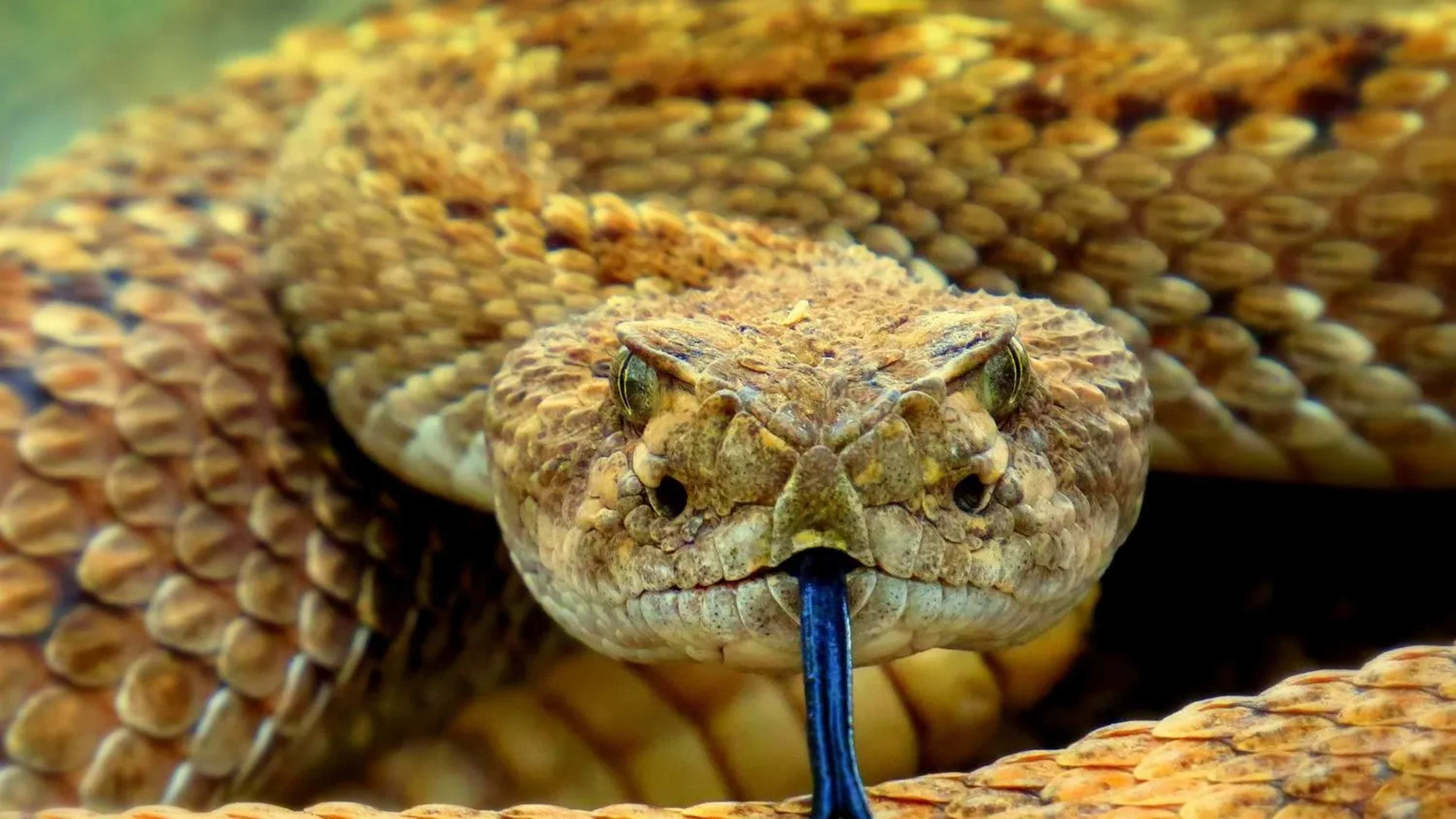 Rattlesnakes Shed Their Skin in Groups, New Research Shows