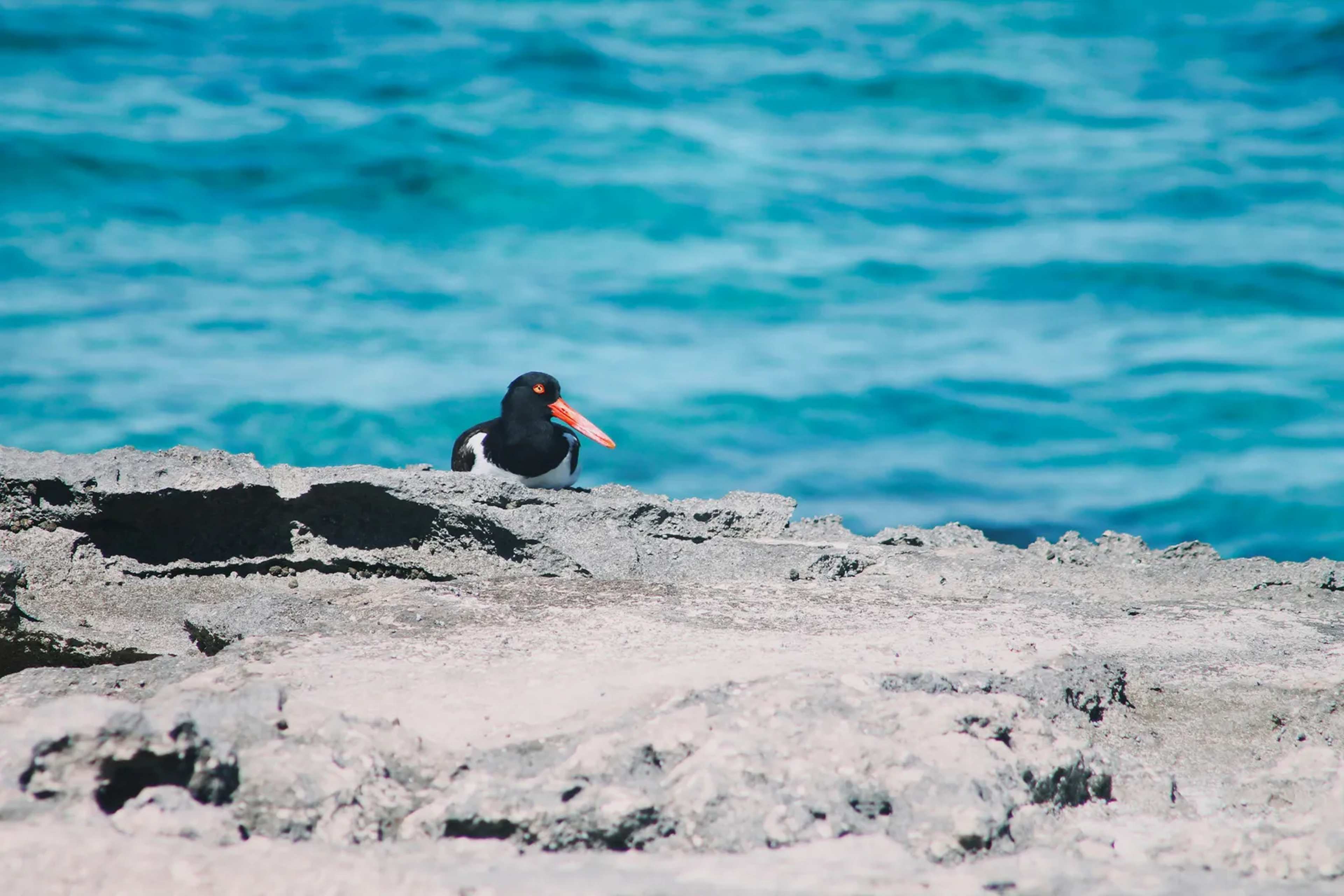 East Coast Shorebird Rebounds After Early 1900s Decline Through Coordinated Protections