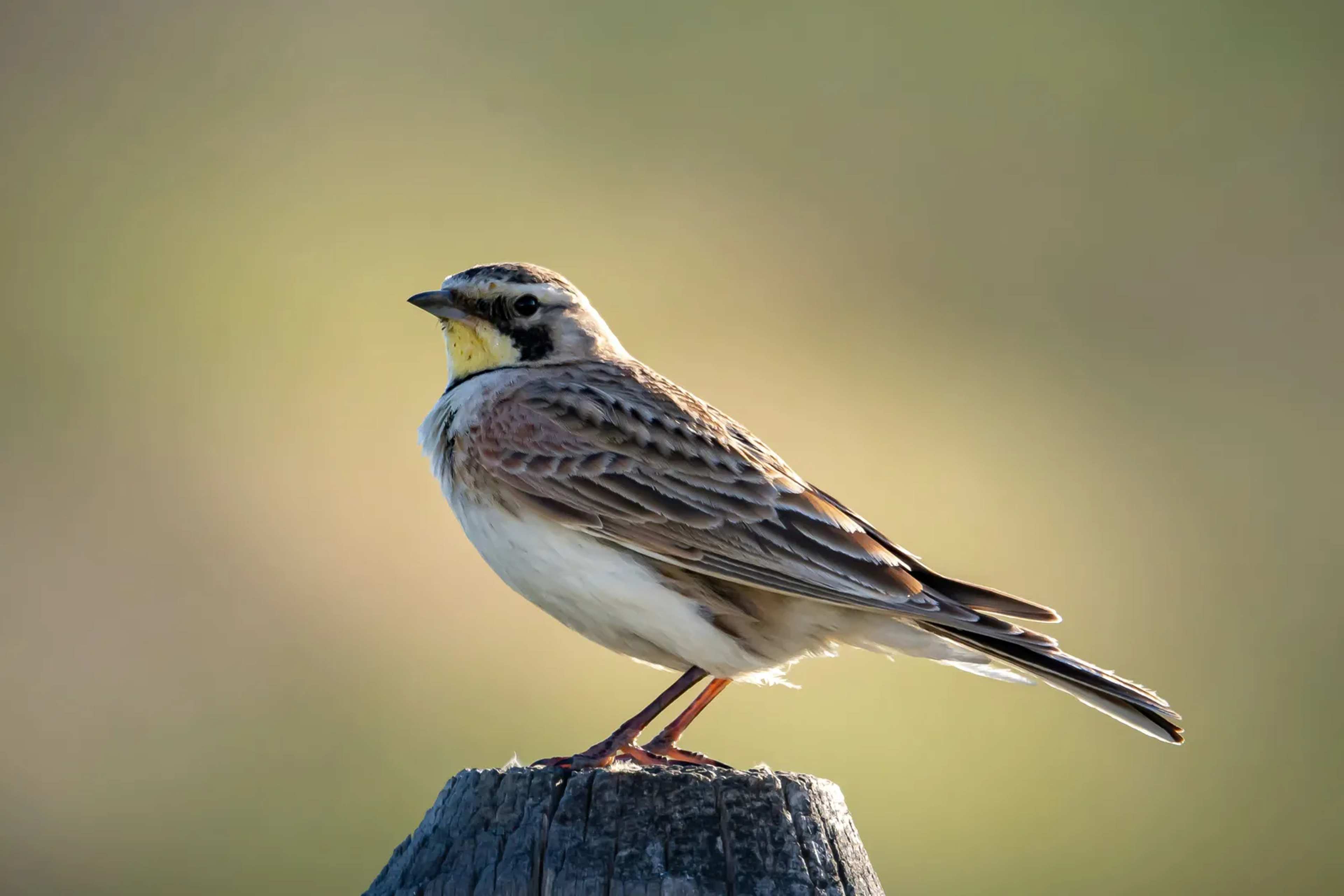 Rusty Lark Rediscovered in Chad Reserve