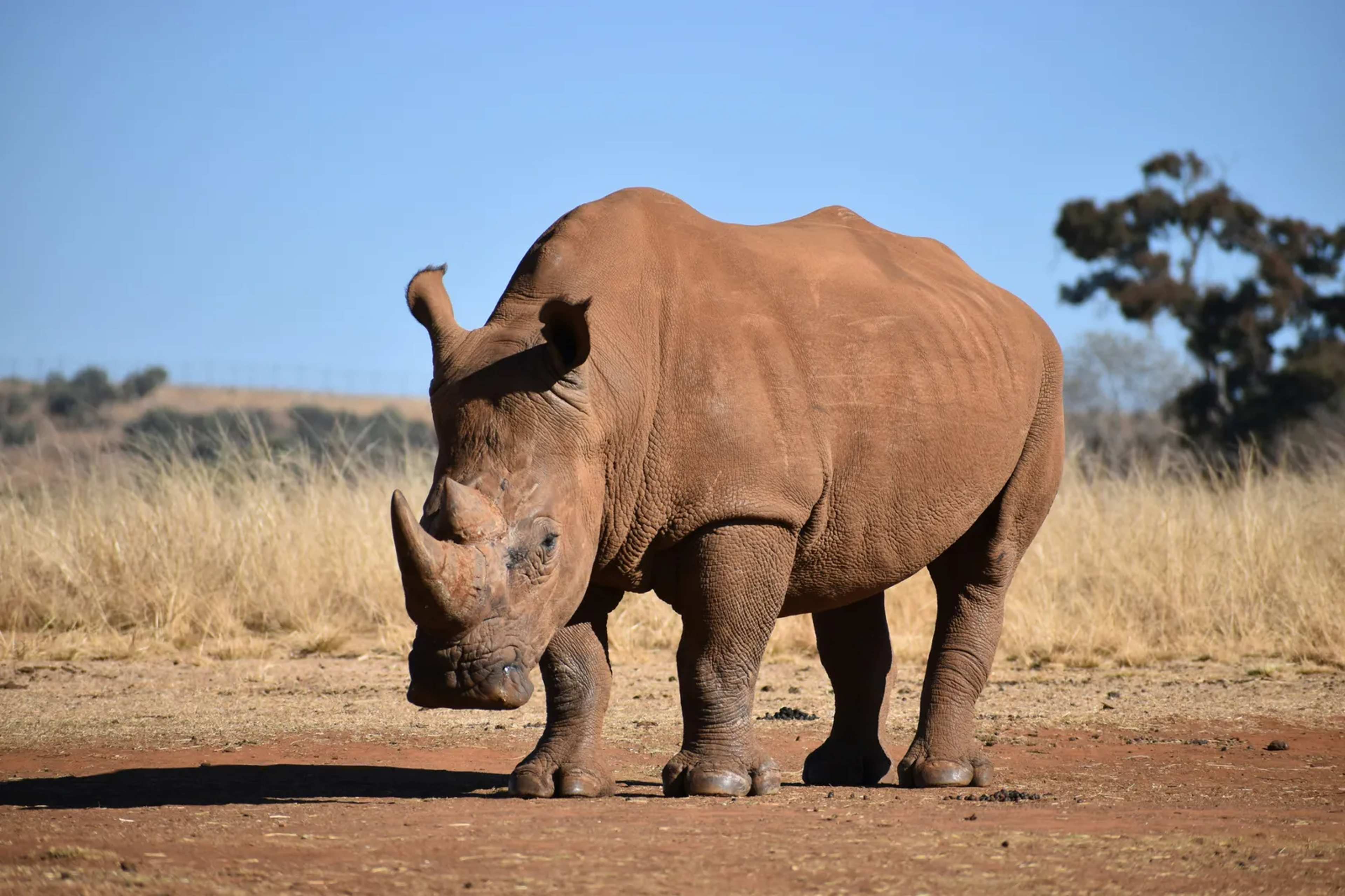 Nepal's Rhino Comeback Looks Like a Win—But These Endangered Giants Are Running Out of Room