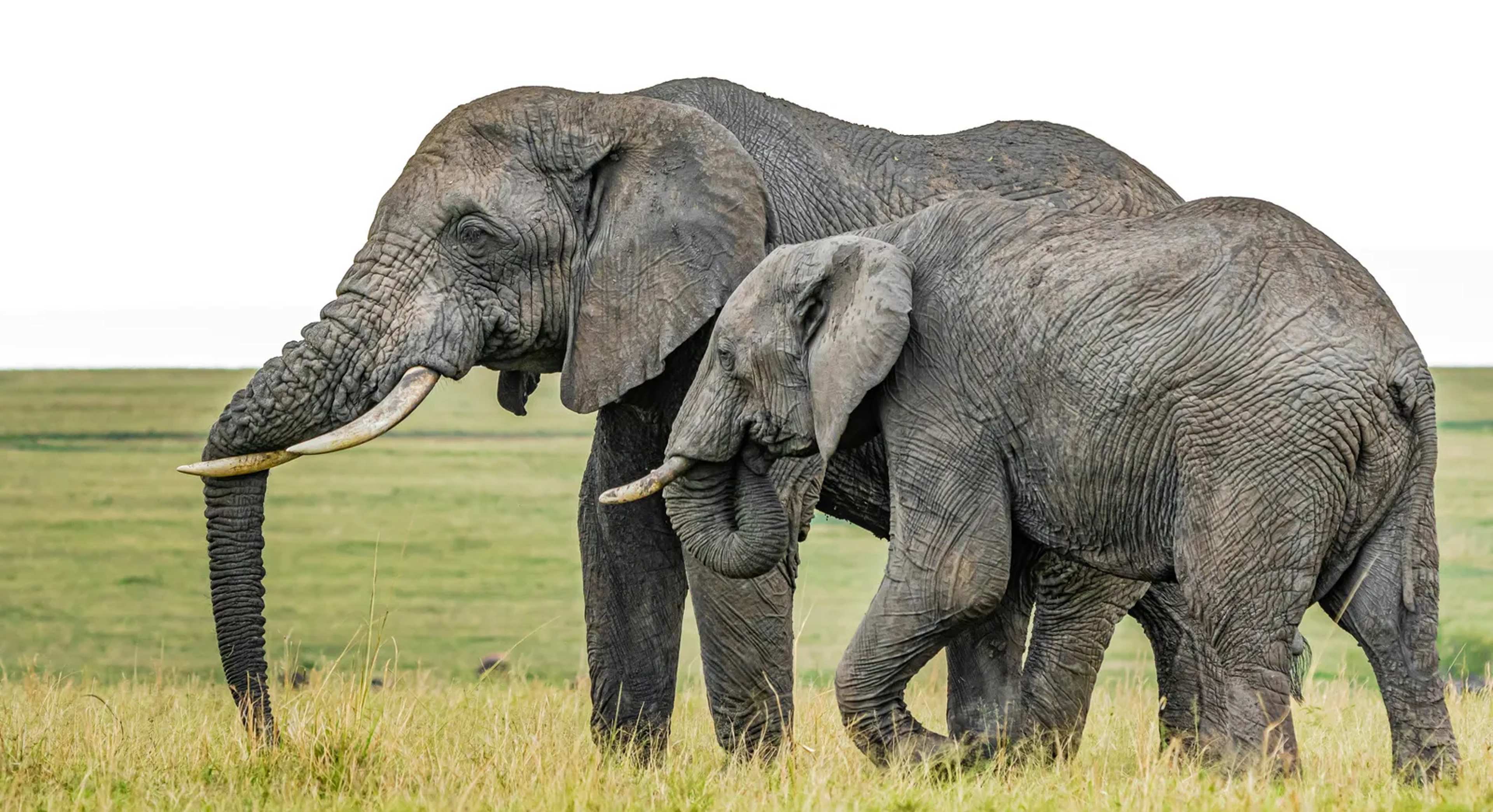 US Ends Longstanding Habitat Safeguards Under the Endangered Species Act