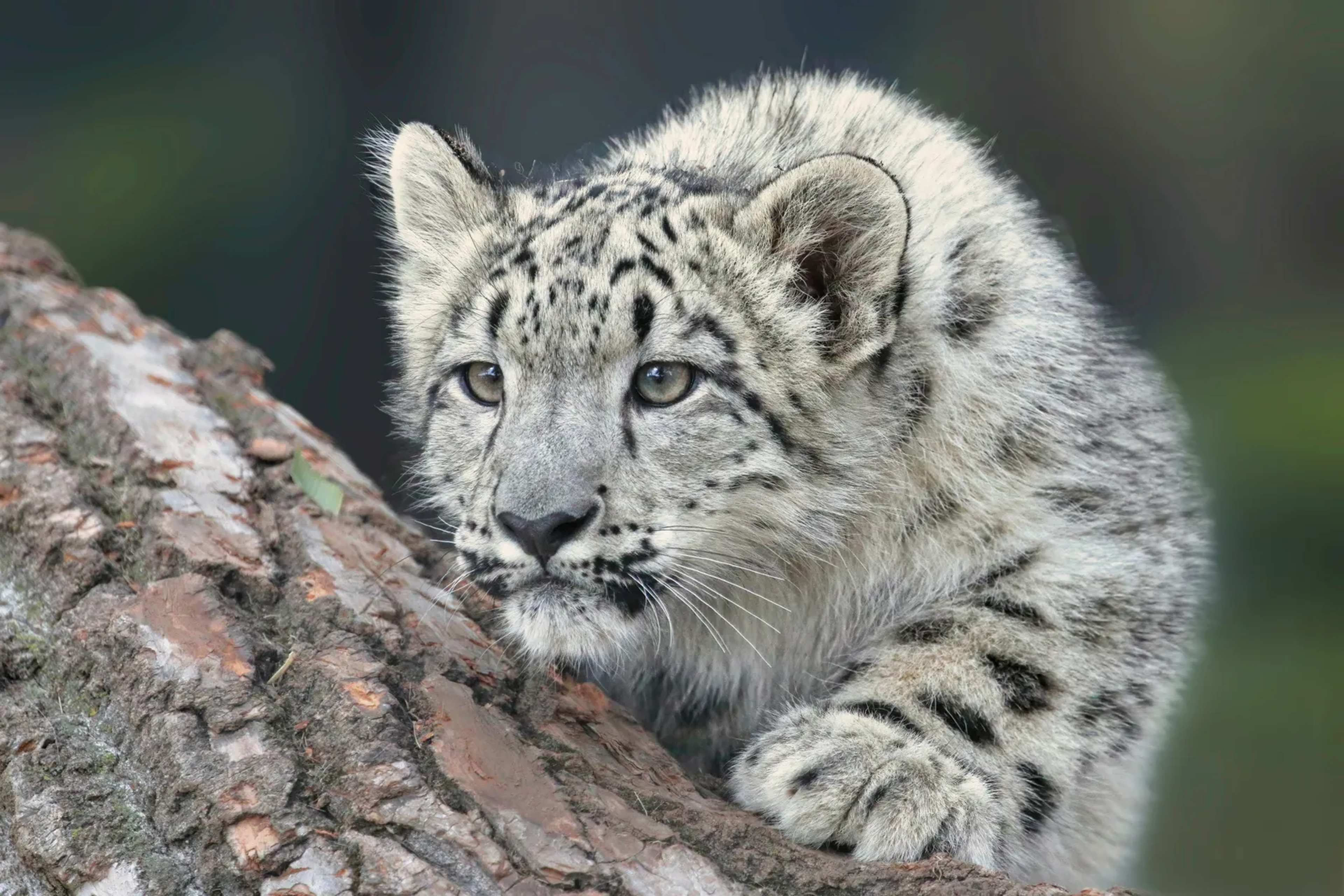 Sukhee's Path: Following a Snow Leopard Through Mongolia's South Gobi Wilderness