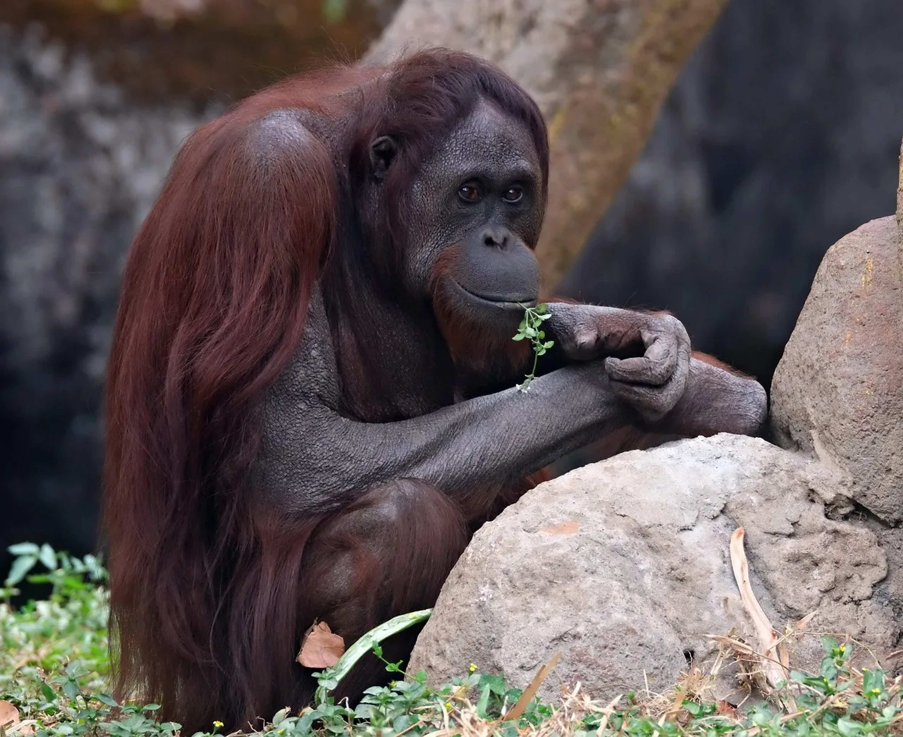 Fire Nears Orangutan Center as Season Worsens