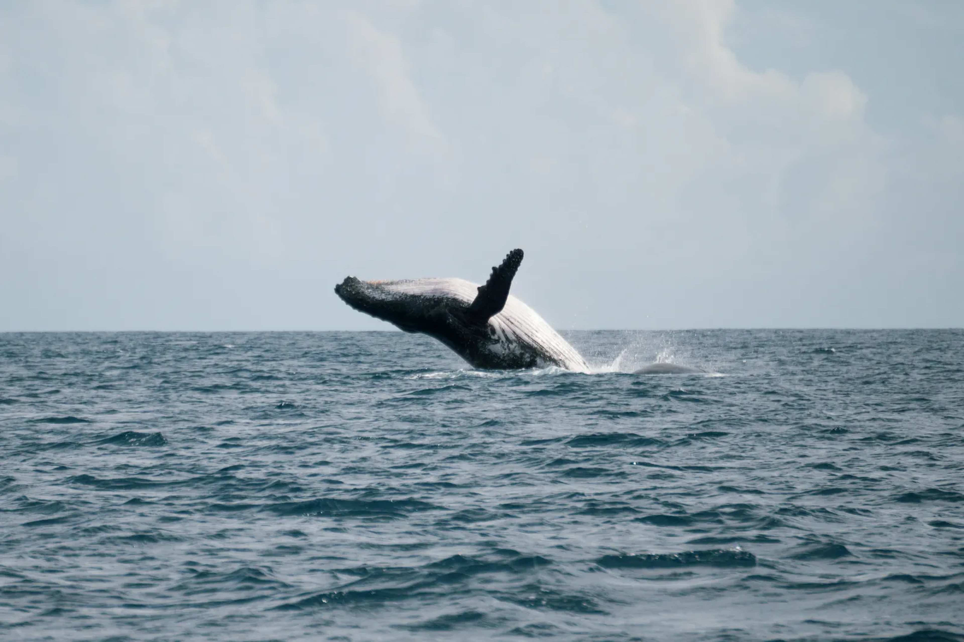 Rice’s Whale Loses Gulf Protections After Rare Override