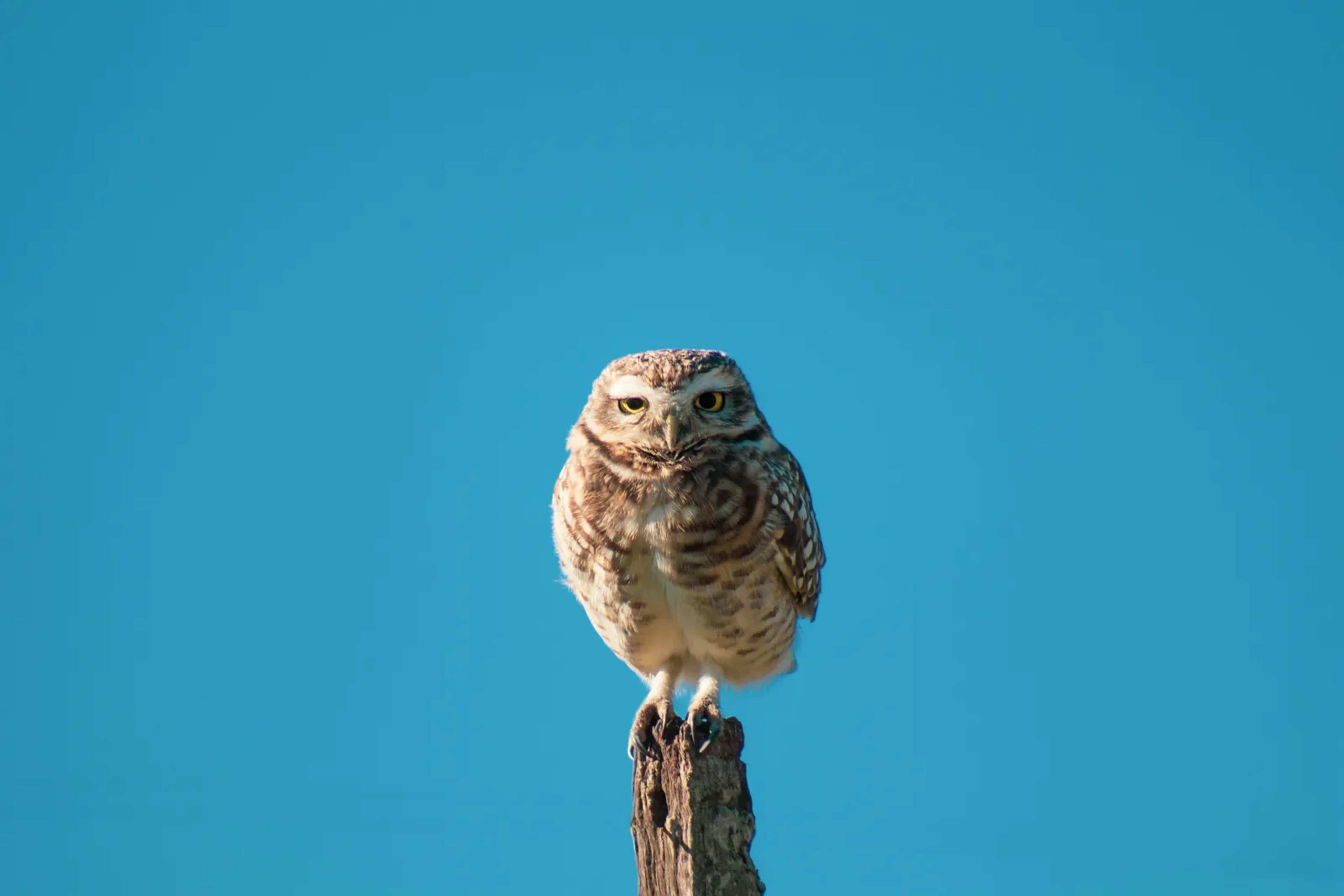 Owls Shift Prey Choices as Drought and Heat Intensify in Chile