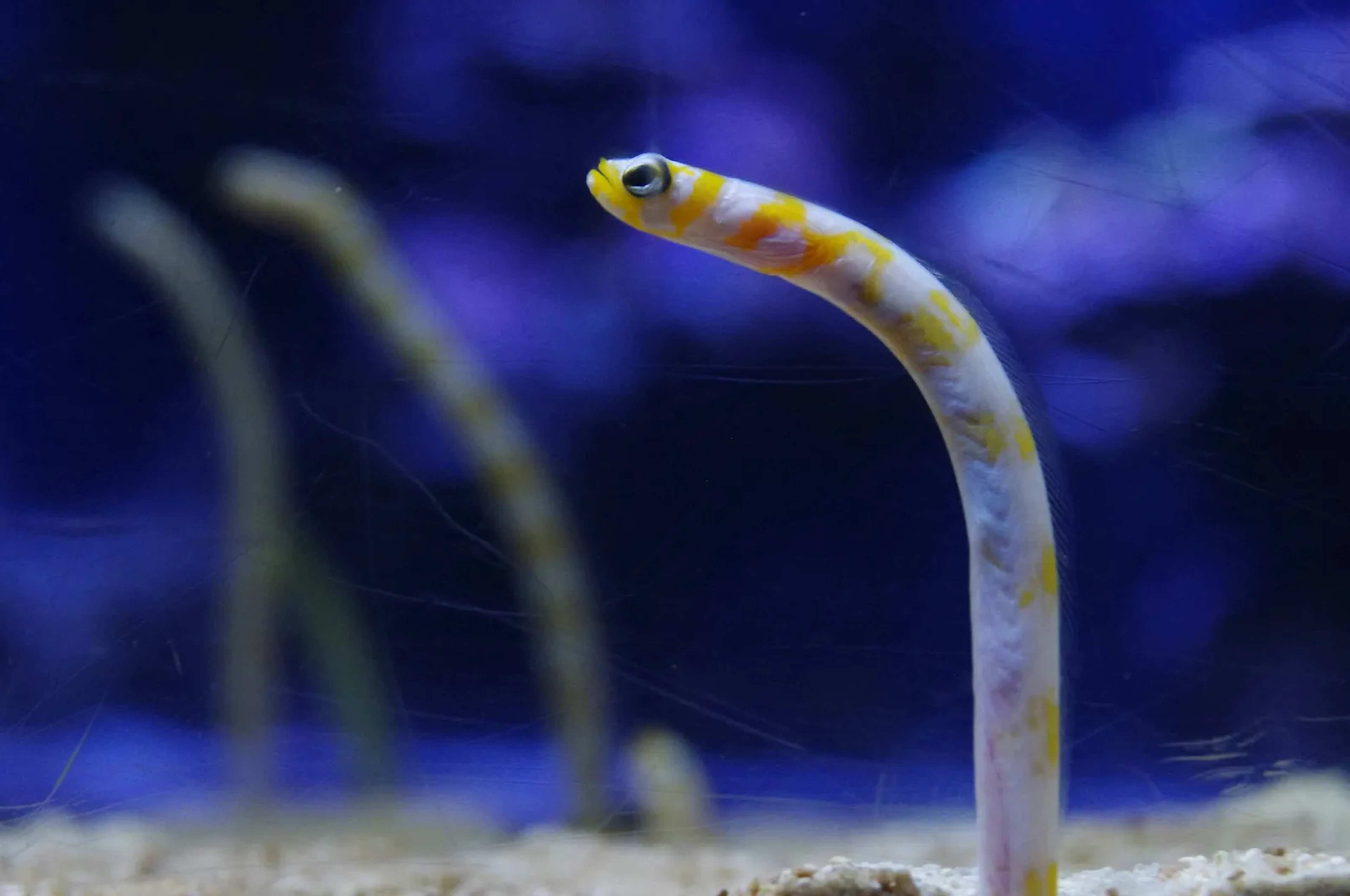 Community Insights Unlock Rediscovery of Spinach Pipefish After Nearly Four Decades