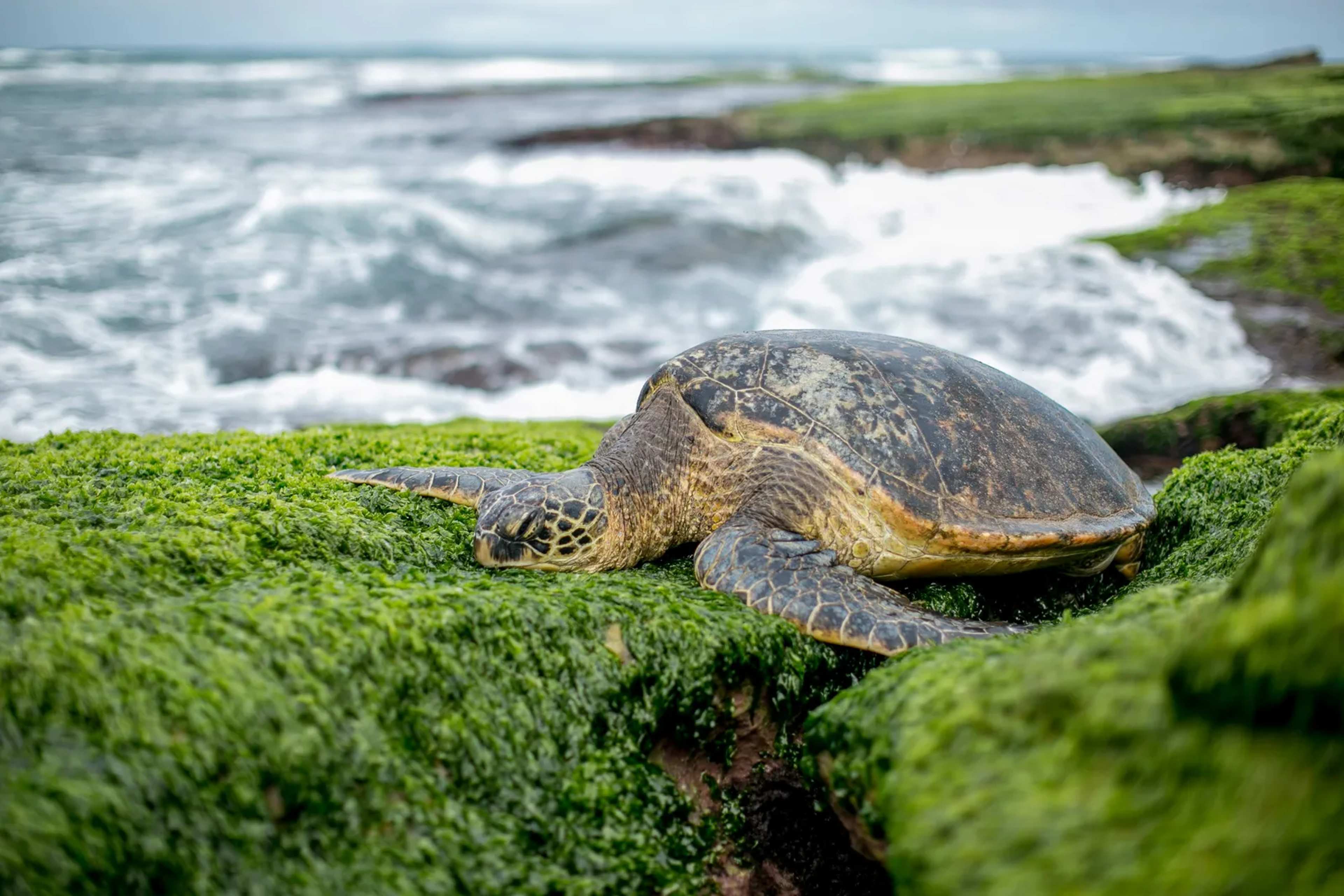 Palawan Villagers Work to Save Olive Ridley Sea Turtle Nests