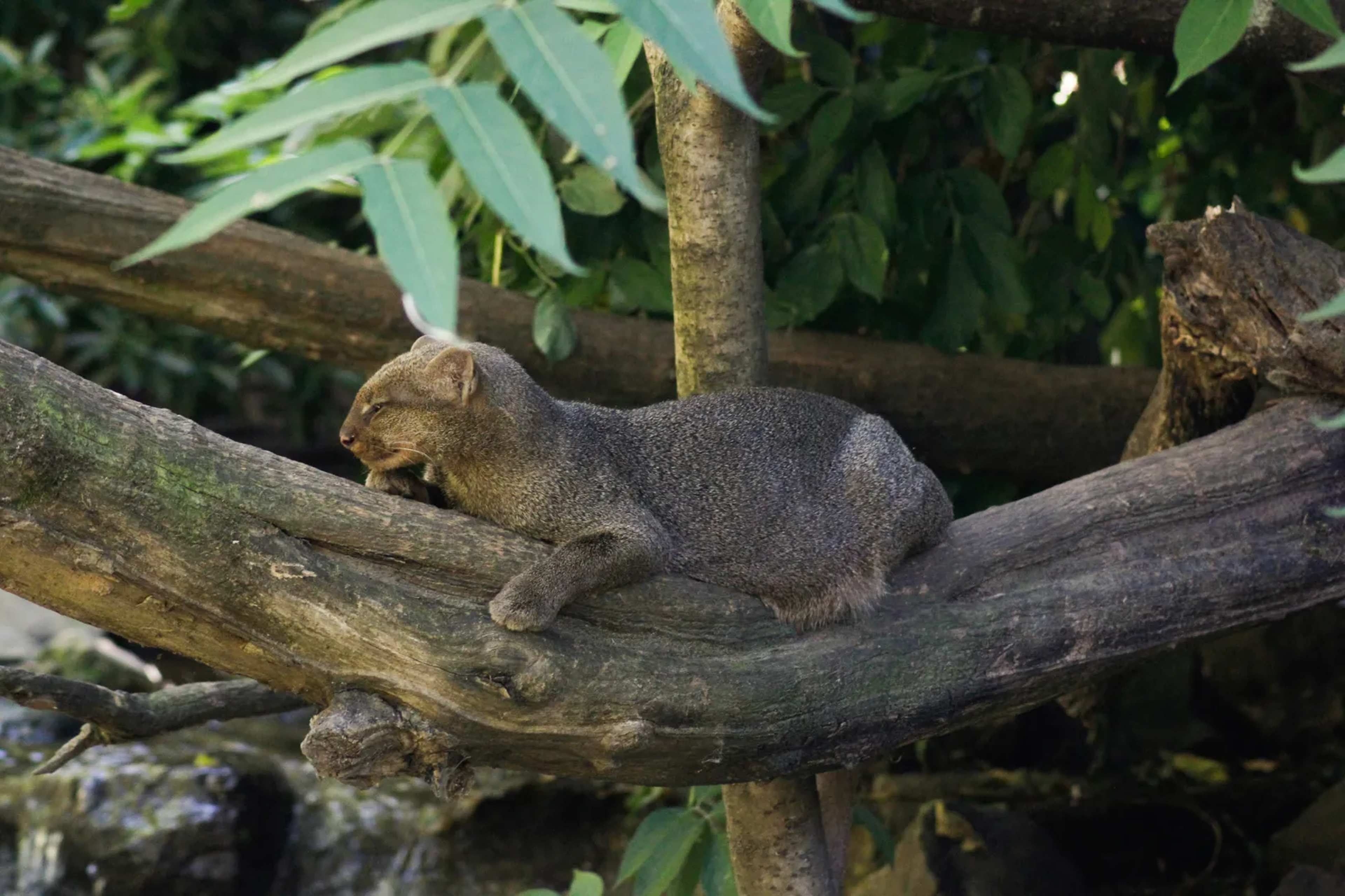 The Daytime 'Otter Cat' Spanning Texas to Argentina Faces New Conservation Concerns