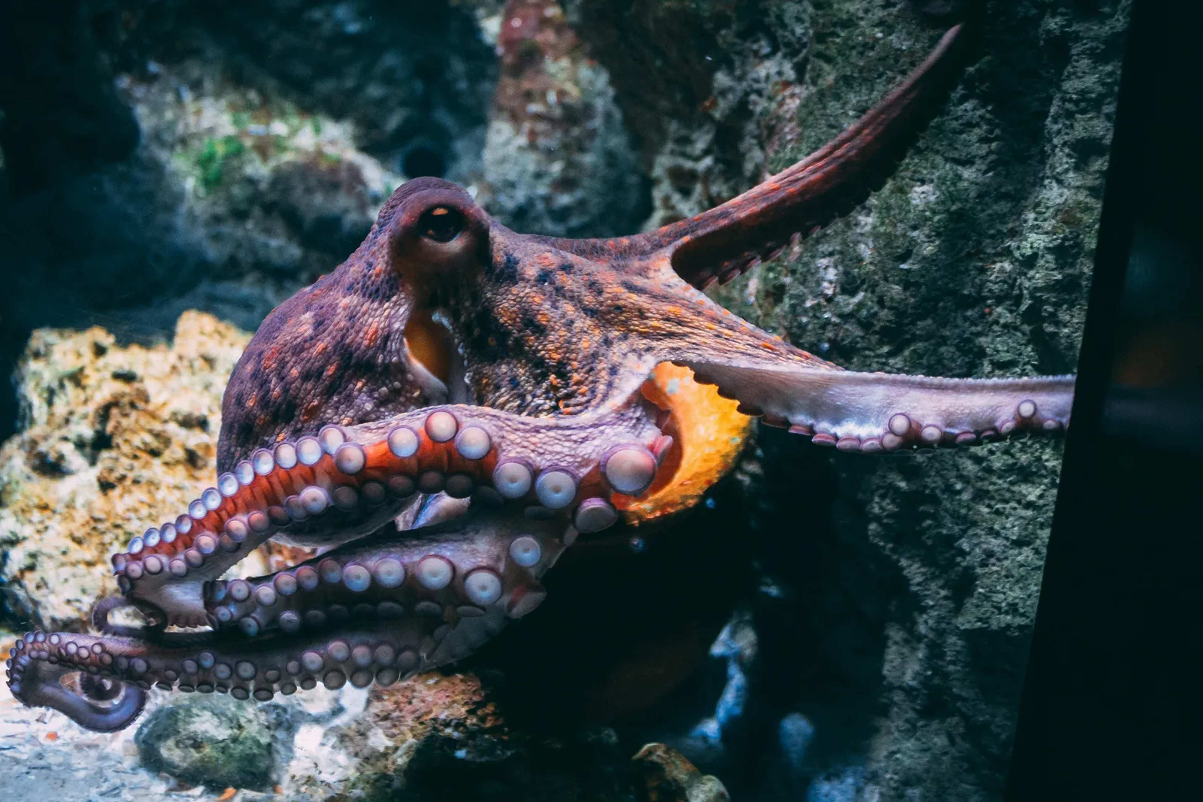 Fossils Reveal Giant Octopuses as Ancient Apex Predators
