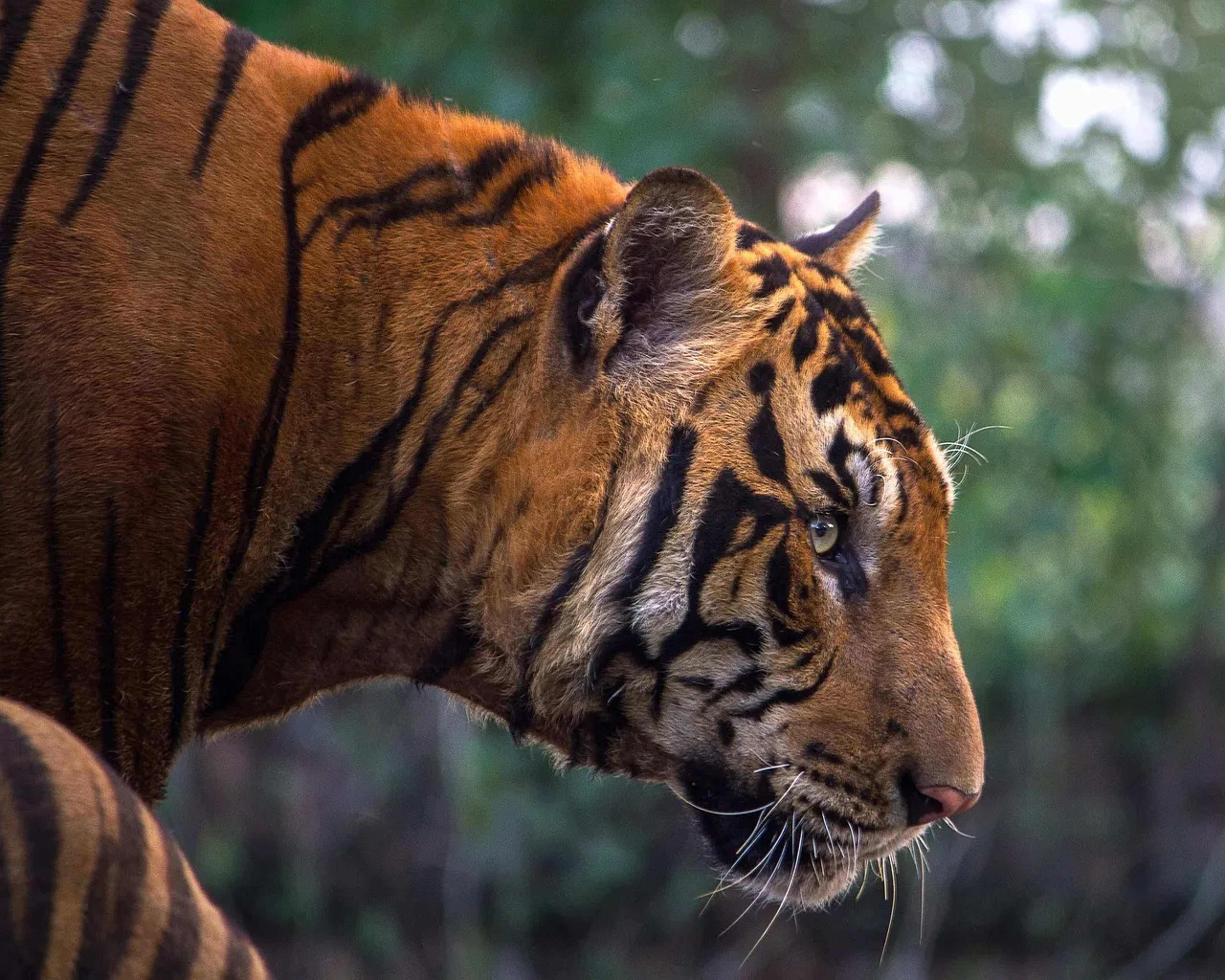 India's Tiger Boom Spurs Corridor Push