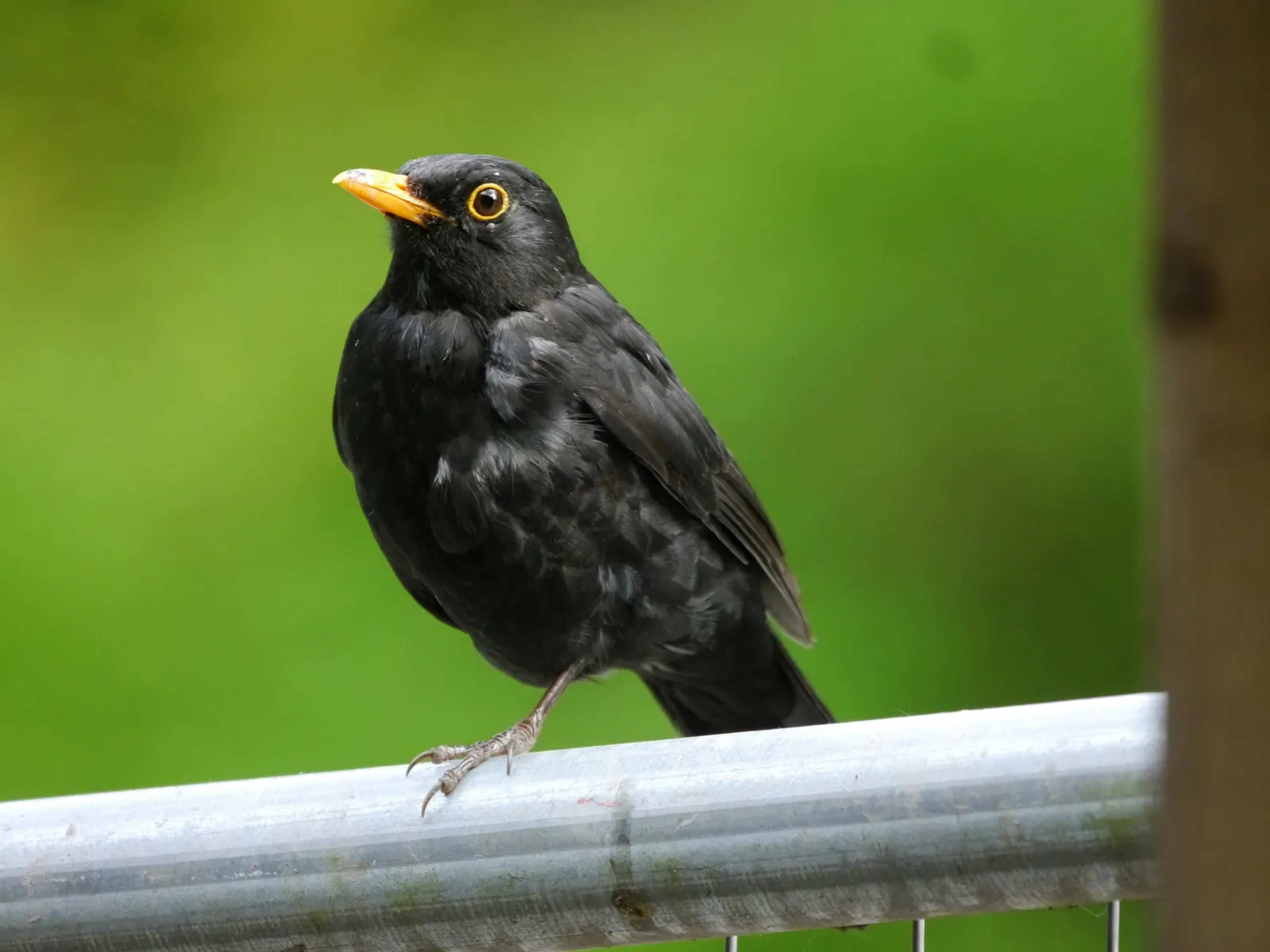 Red-Winged Blackbirds Show Marked Caution Around Rattlesnakes