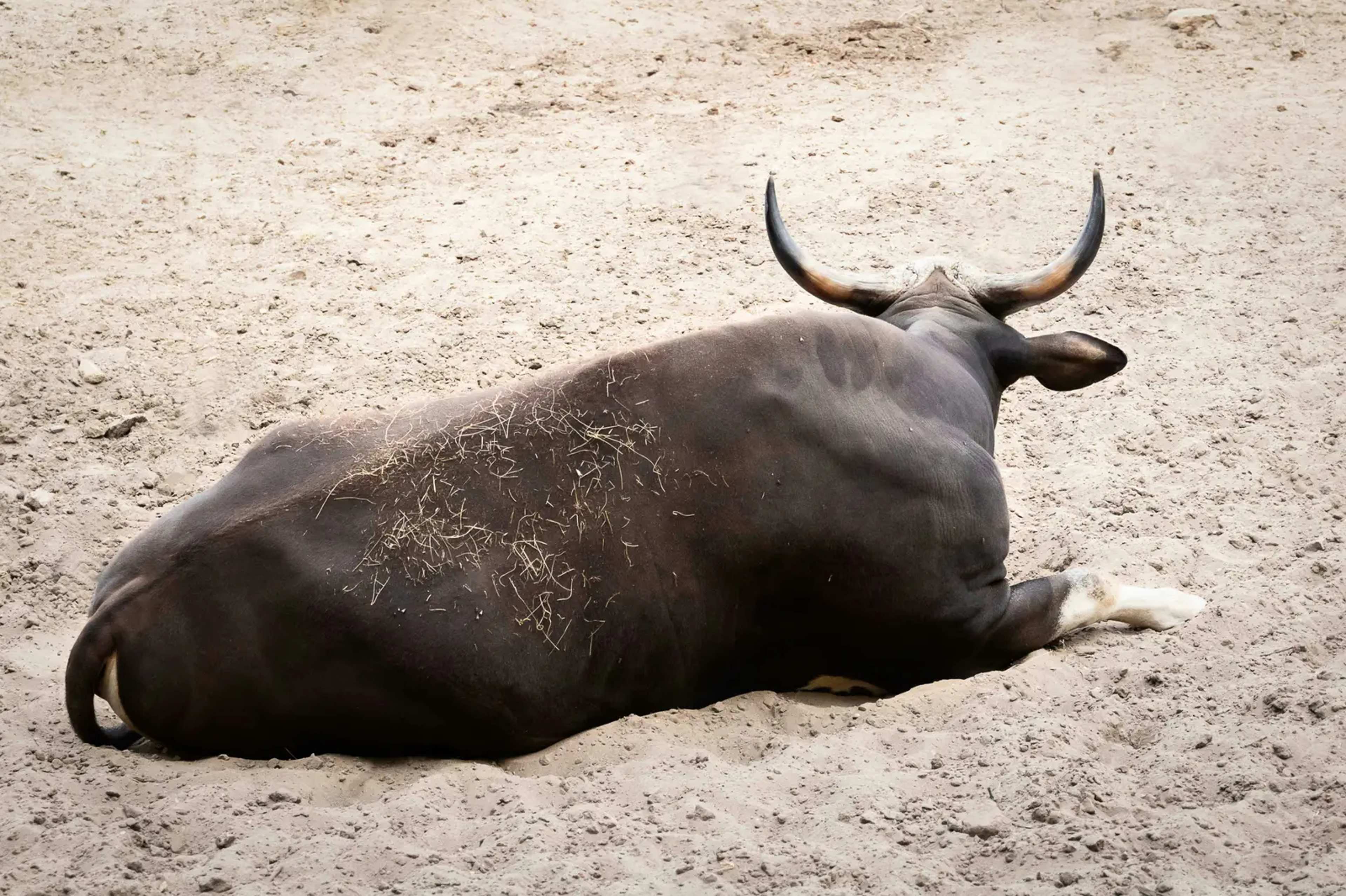 Ecotourism Helps Thailand’s Elusive Wild Cattle Return to the Forest