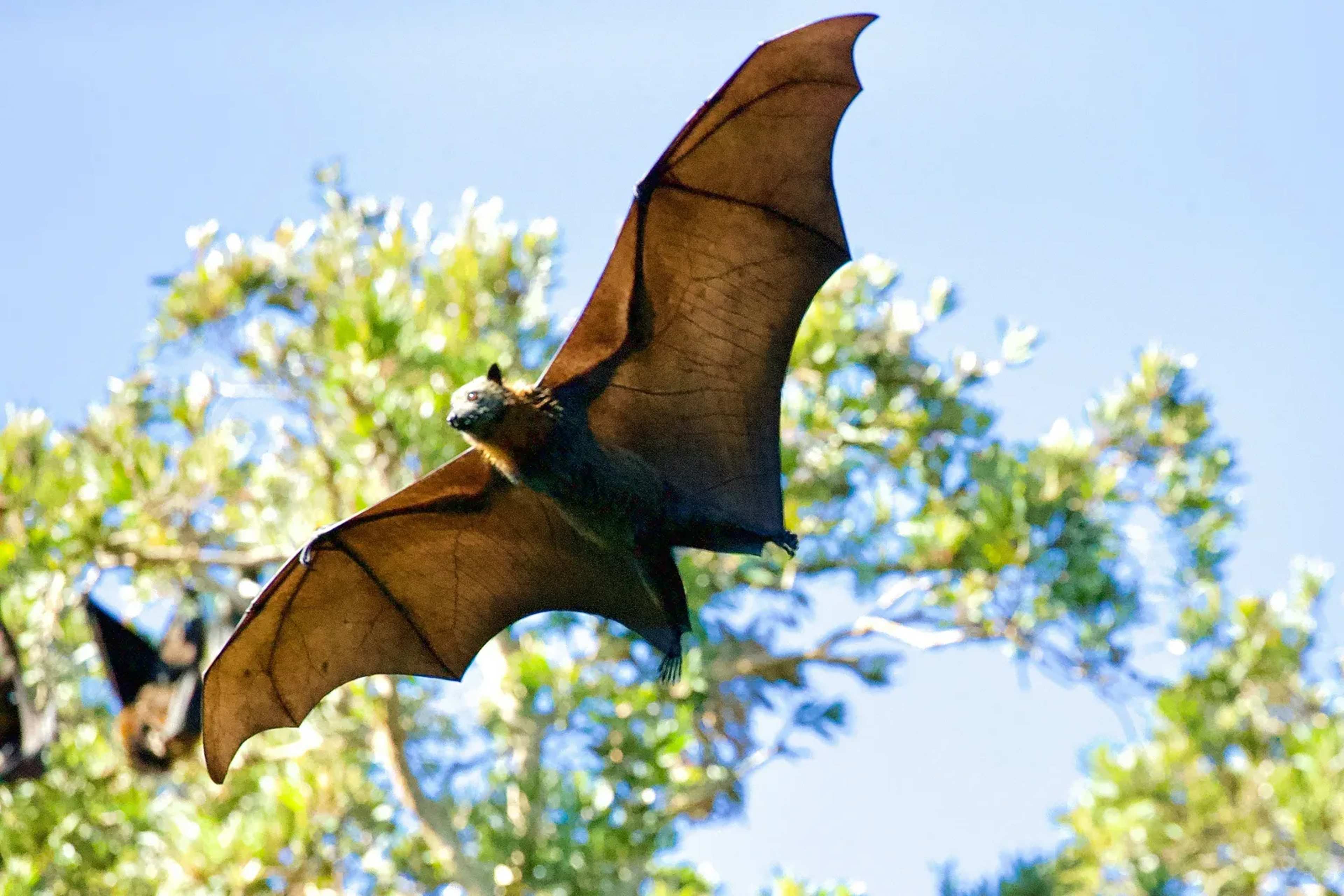 Rare Videos Capture Bats Ambushing Songbirds in Mid-Air