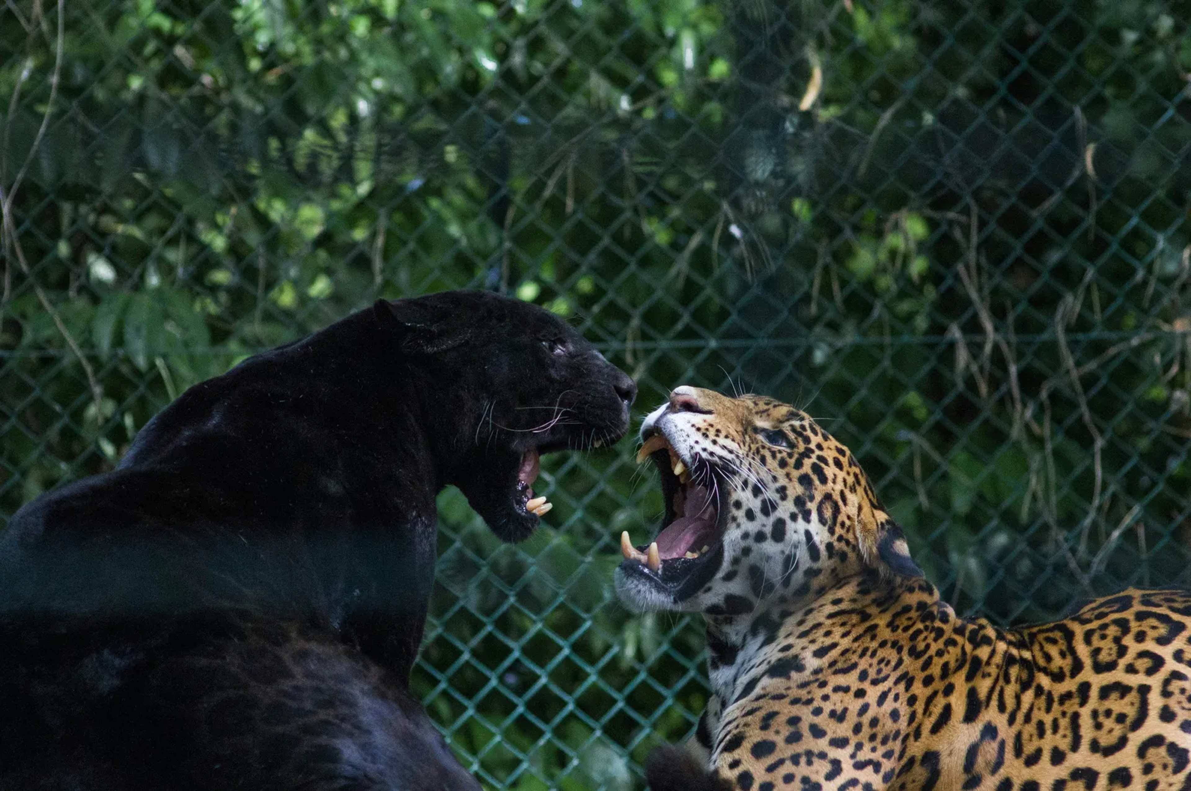 Ecotourists in Brazil Capture Rare Jaguar Clashes With Pumas and Ocelots