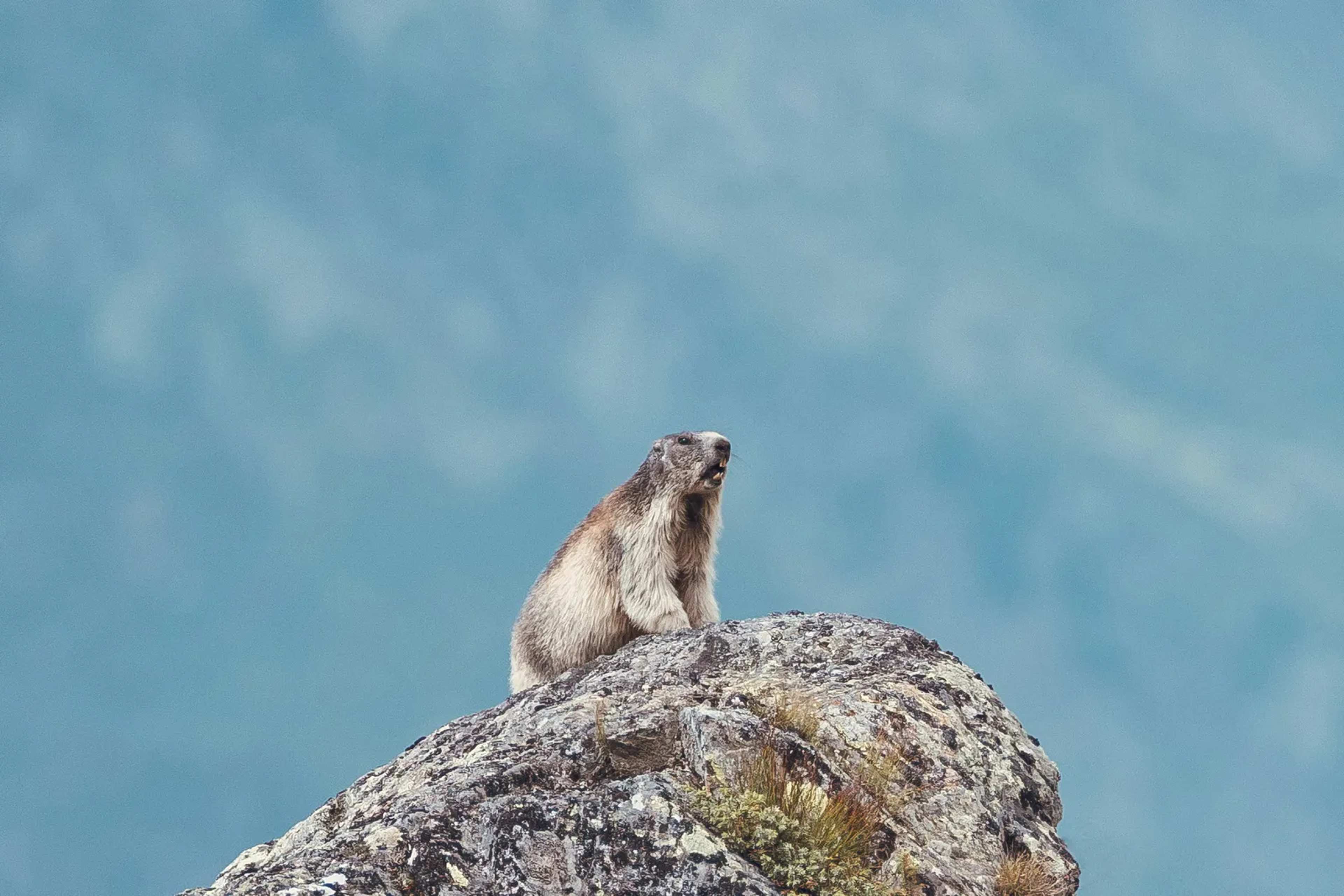 Fat Marmot Week Arrives After Tough Winter for Marmots