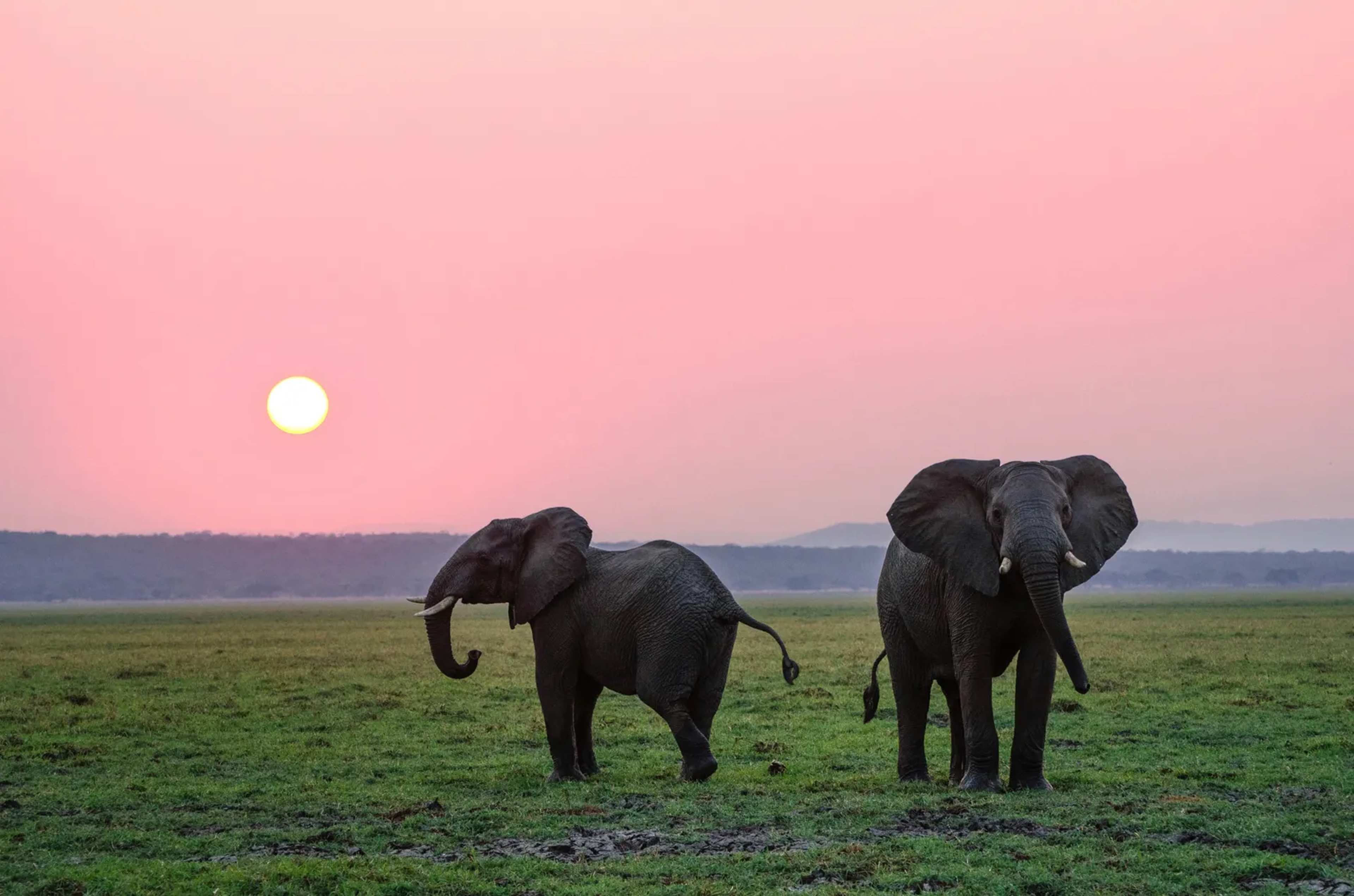 Four Arrested Over 18 Elephant Deaths in Amboseli