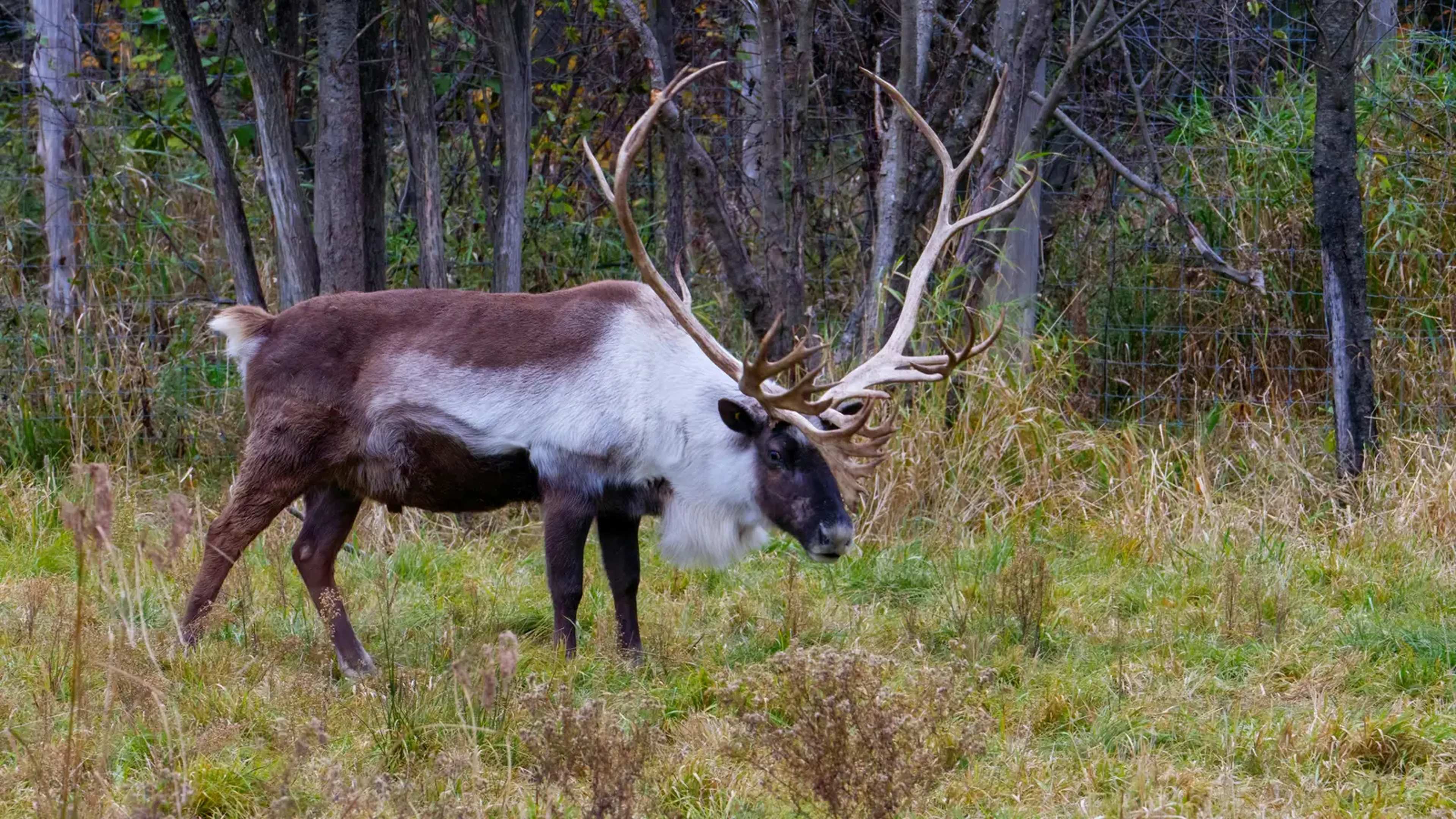 Indigenous Nations in Canada Seek Emergency Order to Protect Southern Mountain Caribou