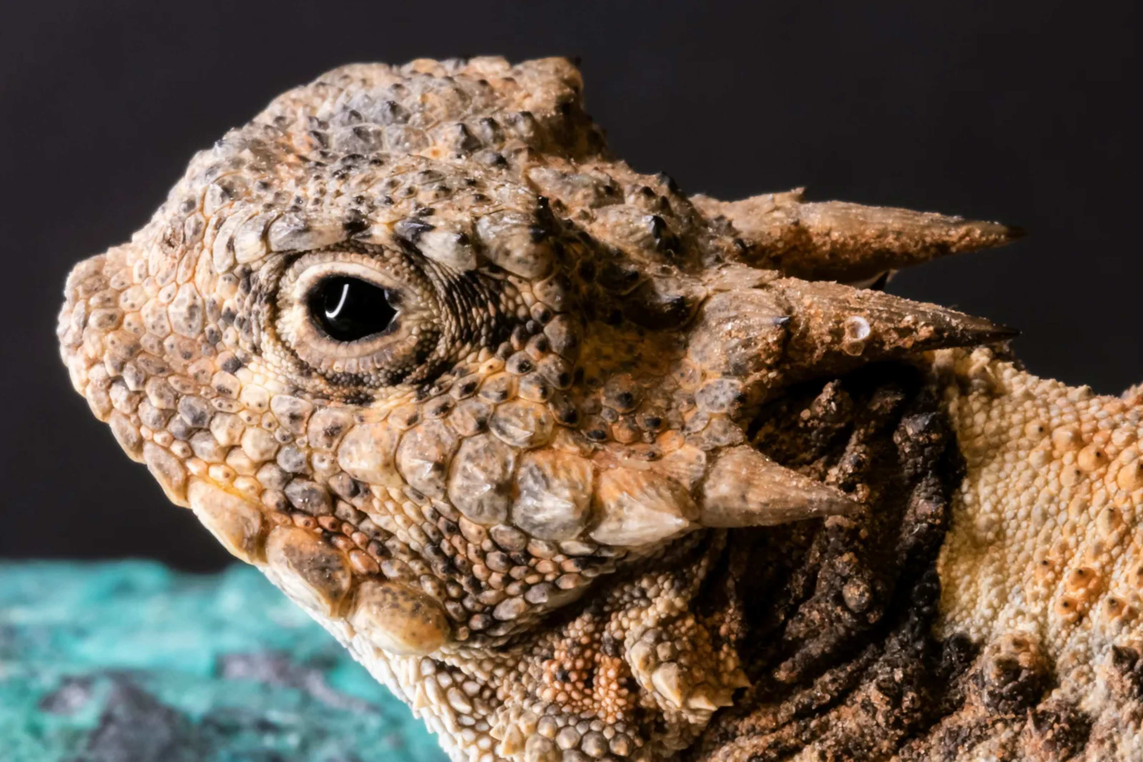 House of the Dragon Lizard Found in Thailand