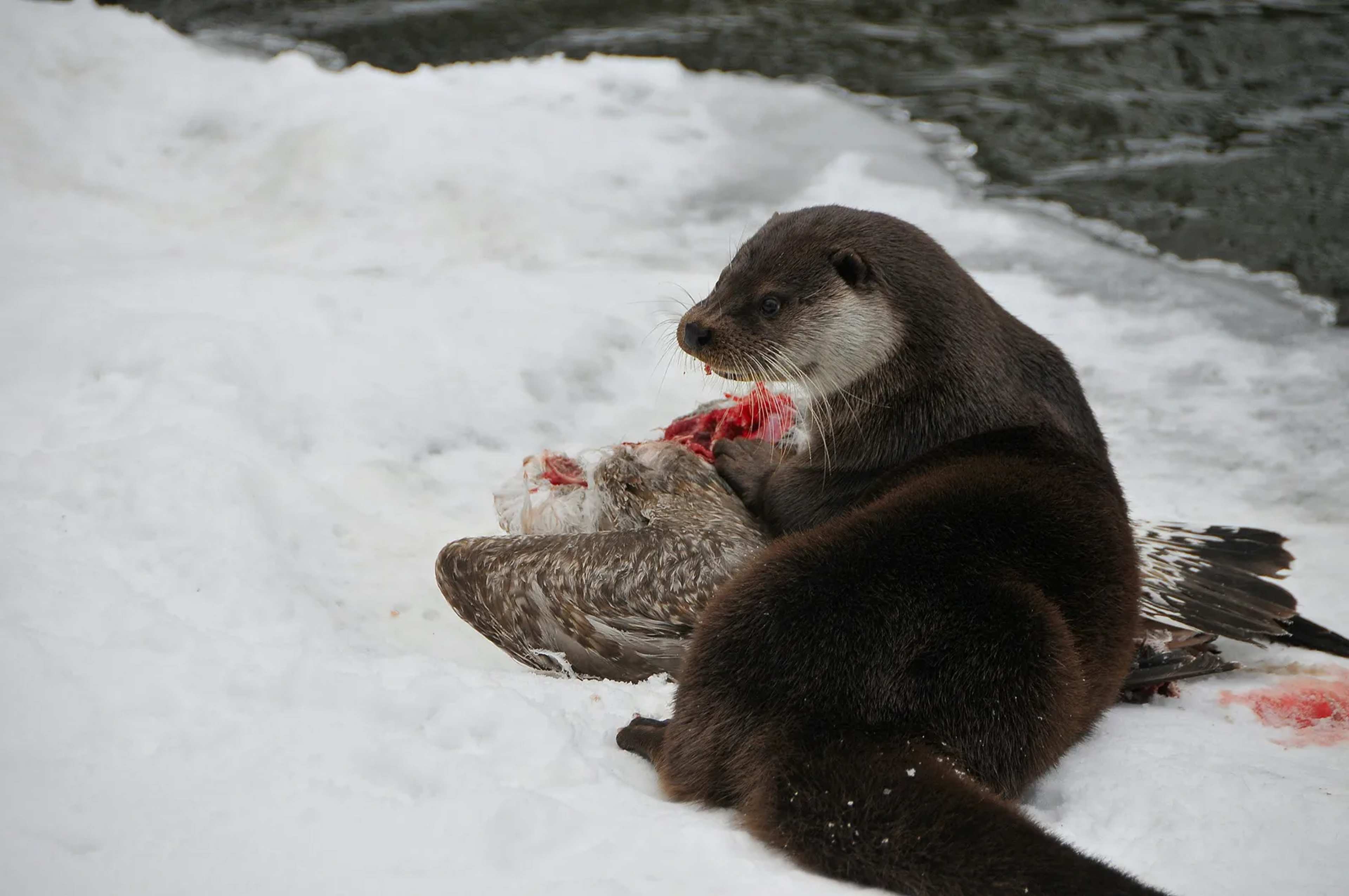 Birds Turn Otter Latrines Into Feeding Spots