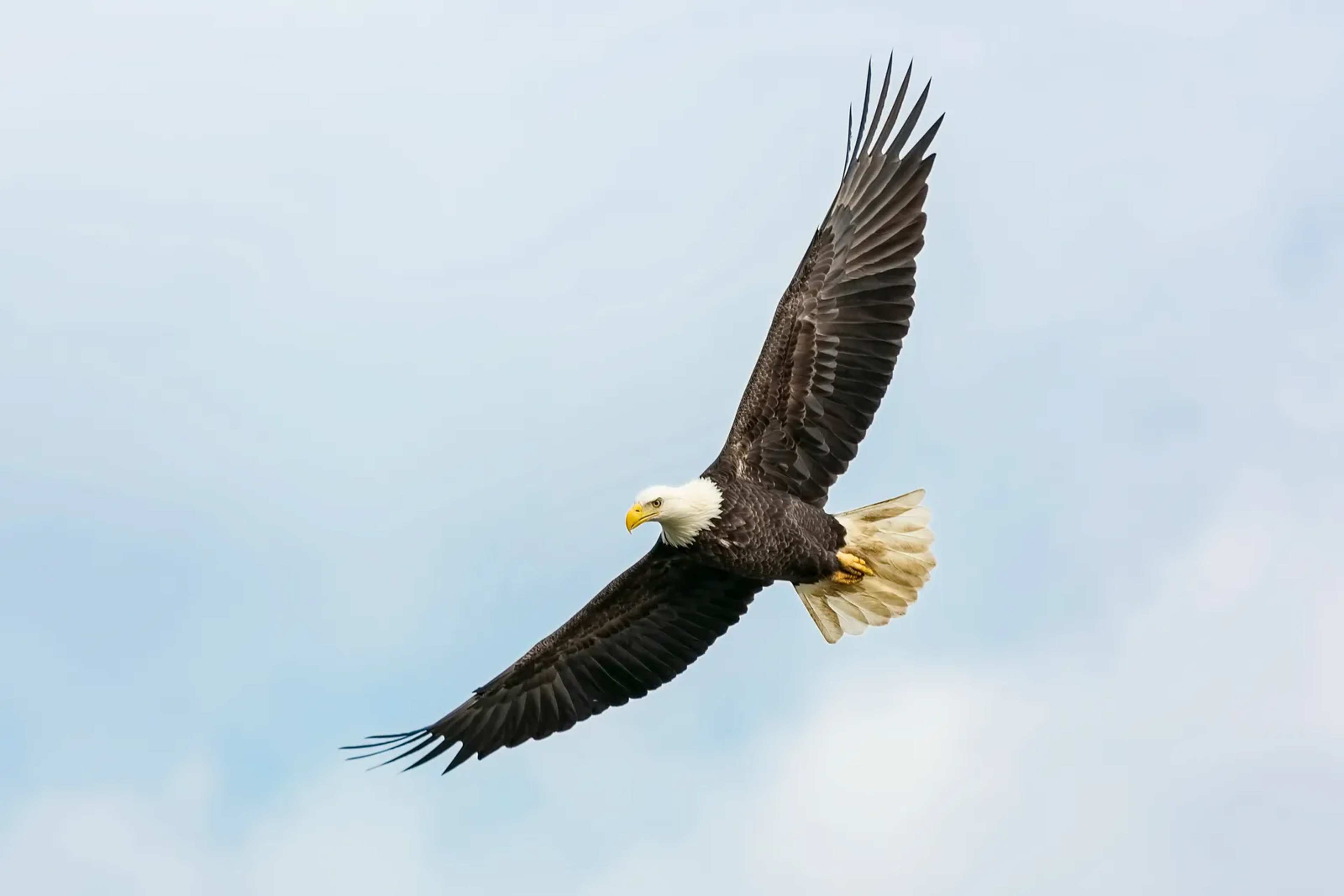 Fans Grieve as Jackie, Big Bear Valley's Beloved Bald Eagle, Dies at 14