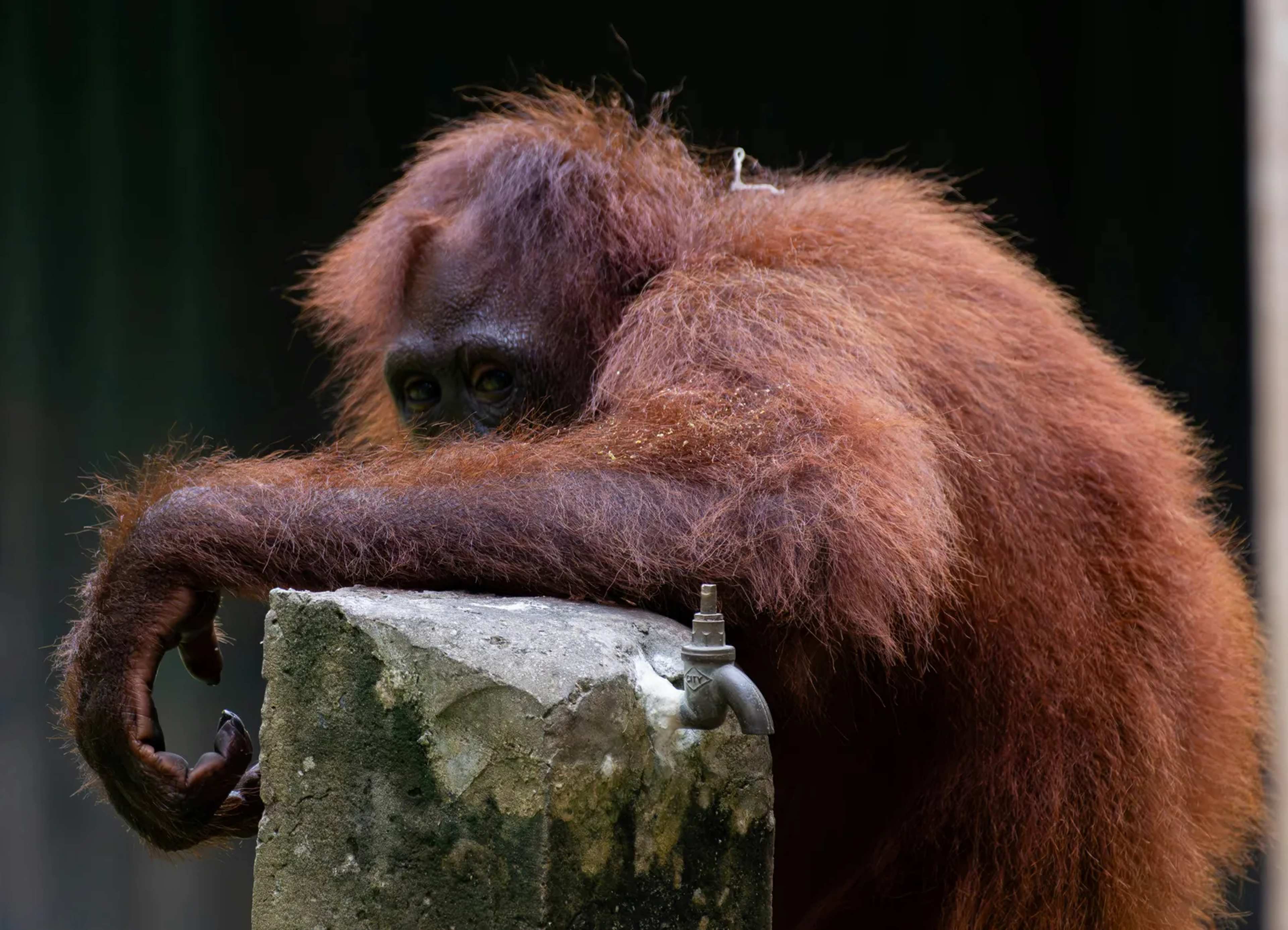 $6 Per Photo: Locals Help Protect Orangutans in Borneo