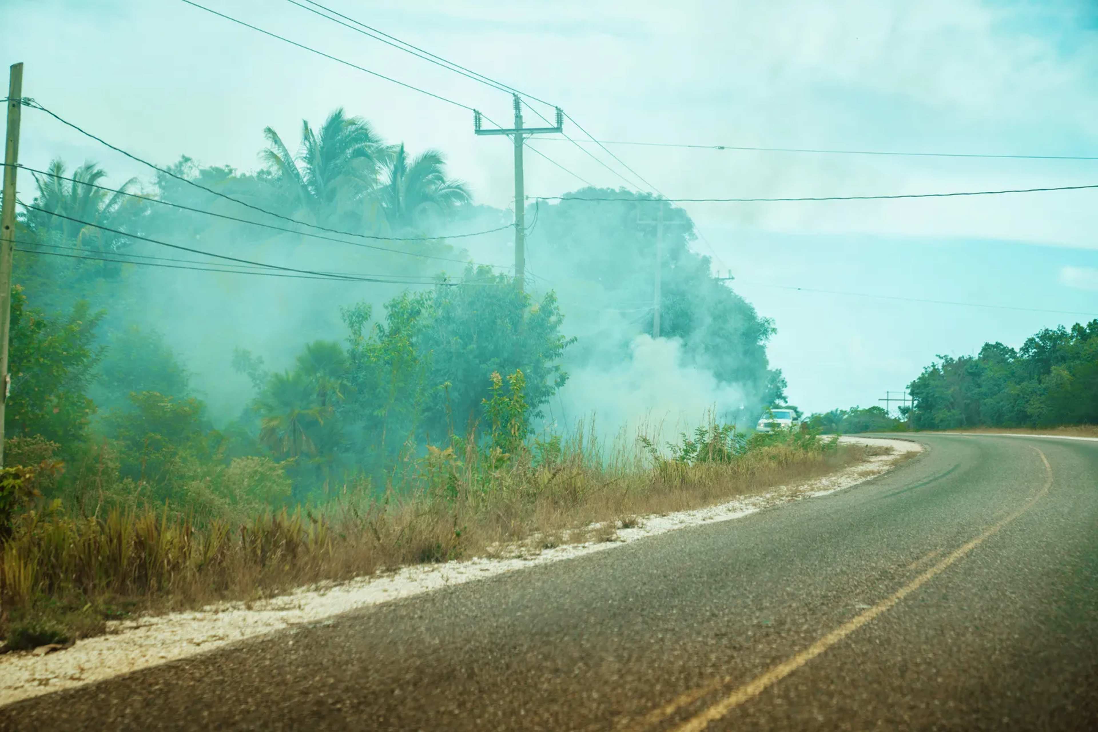 Belize Loses 20 Percent of Its Forests