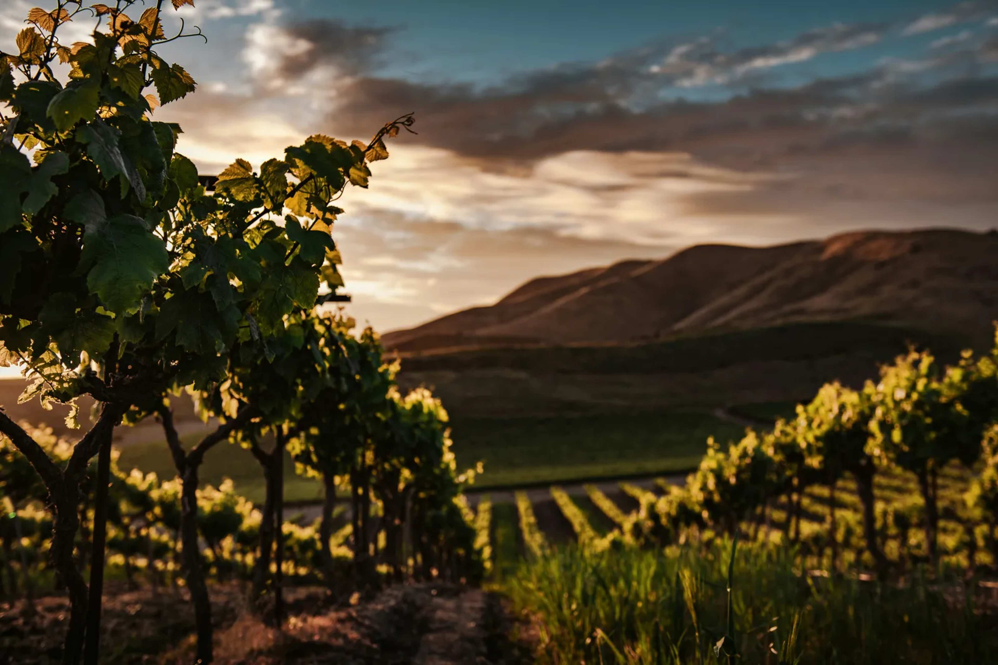 Goriška Brda: Slovenia's Vineyards Reach Into Italy