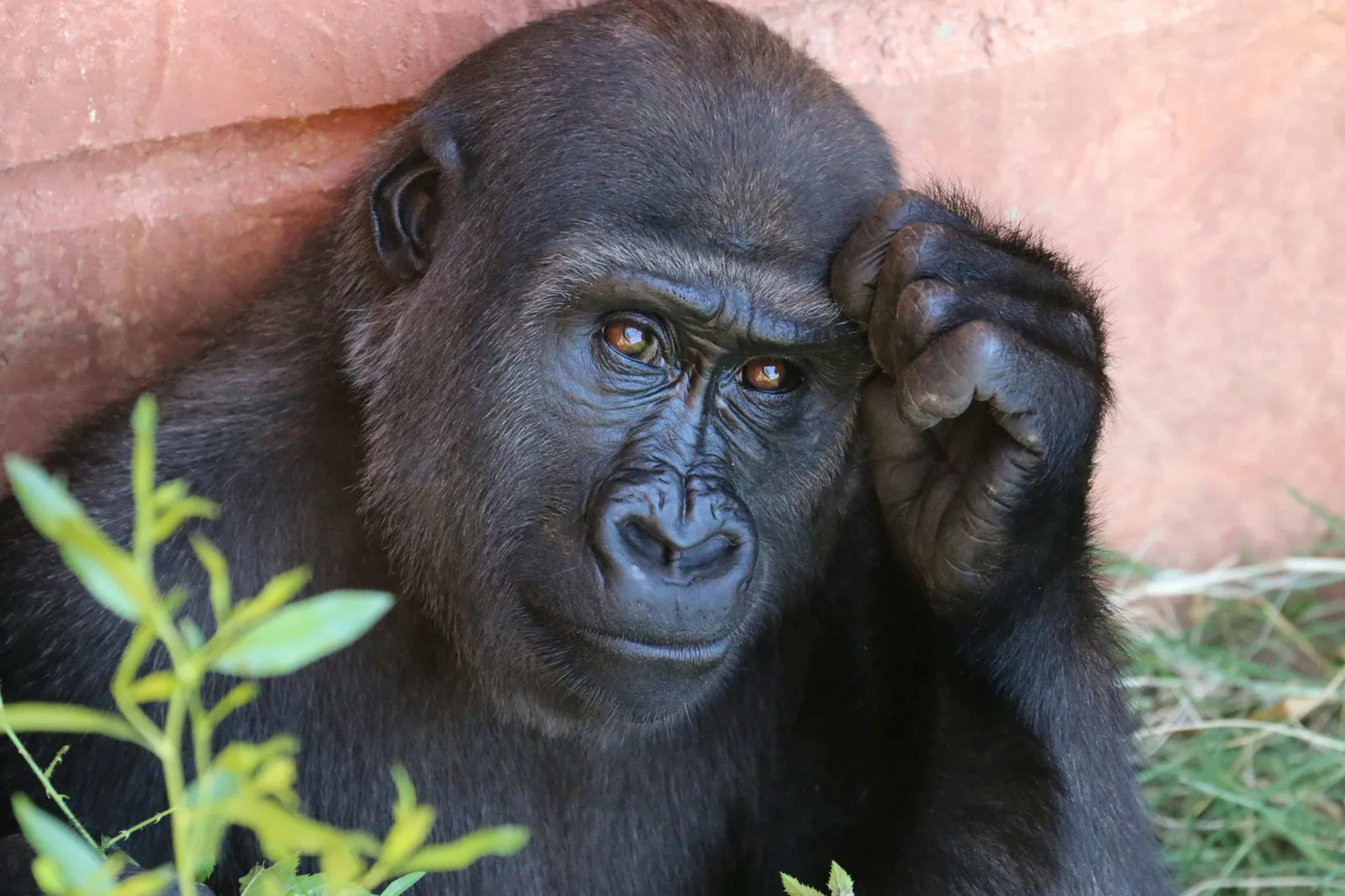 Scientists Discover Primates Offer an Efficient Path to Protecting Thousands of Species