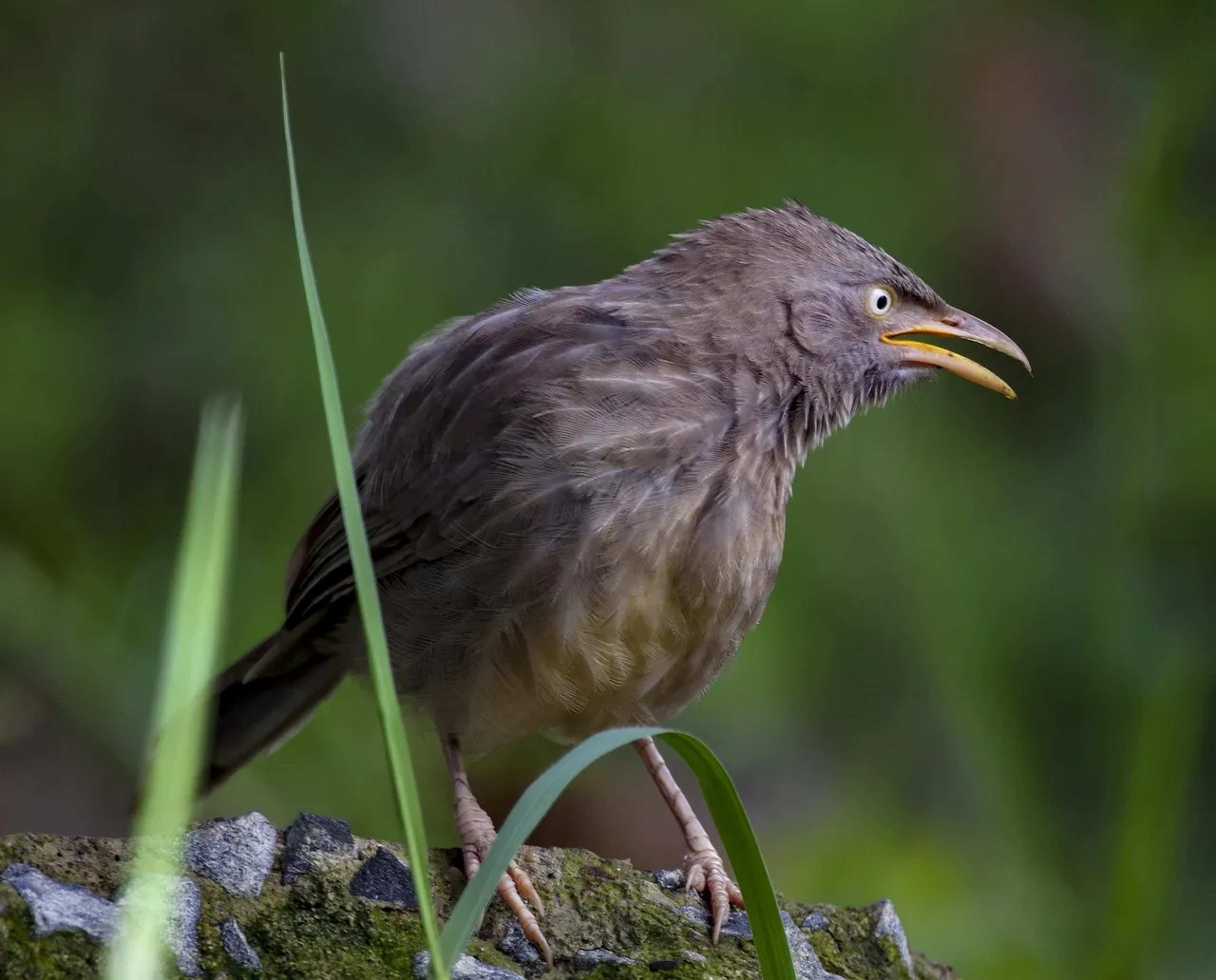 Nepal's Spiny Babbler: The Bird Found Nowhere Else on Earth