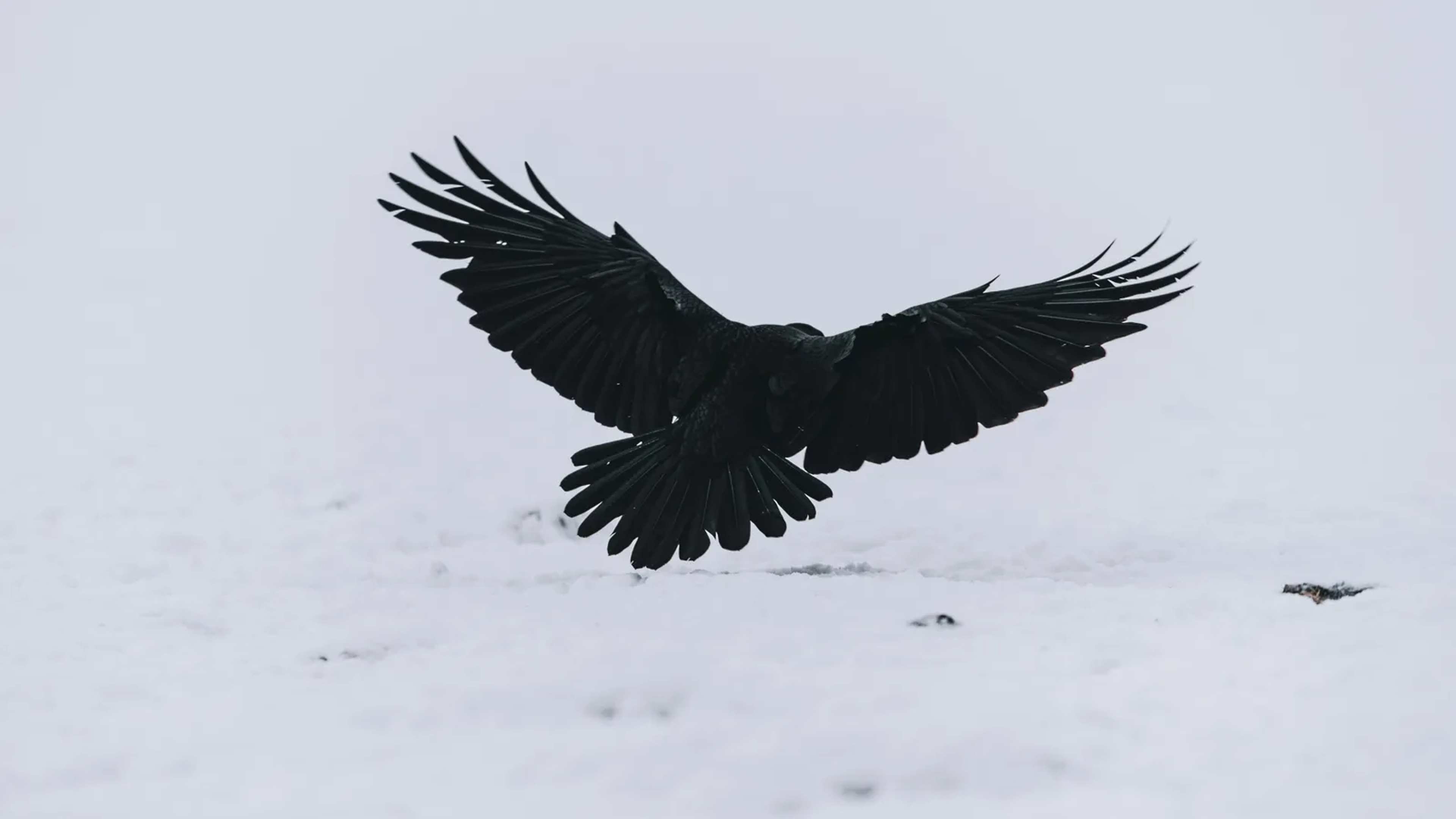 Singapore Revives Crow Cull After Pedestrian Attacks
