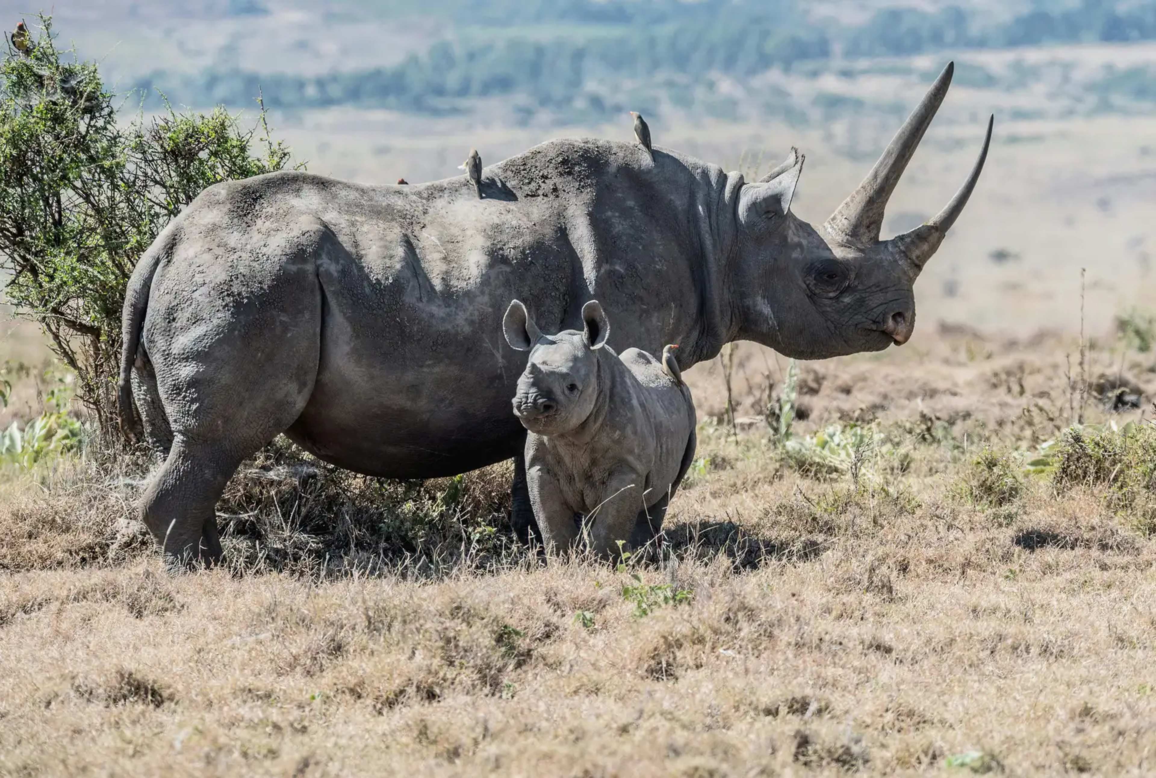 $200 Million Project Seeks to Bring 100 Species Back From the Brink