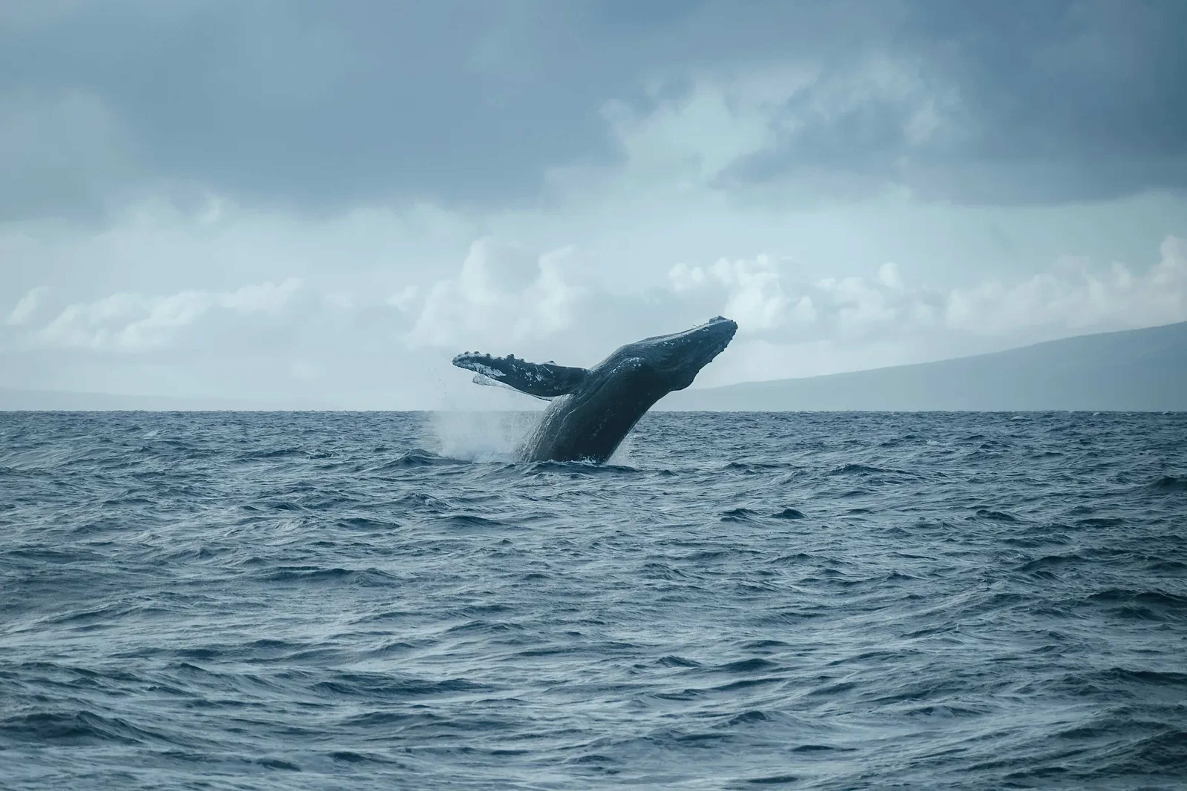 Blue Whale Calf Strands on Busy Mumbai Beach