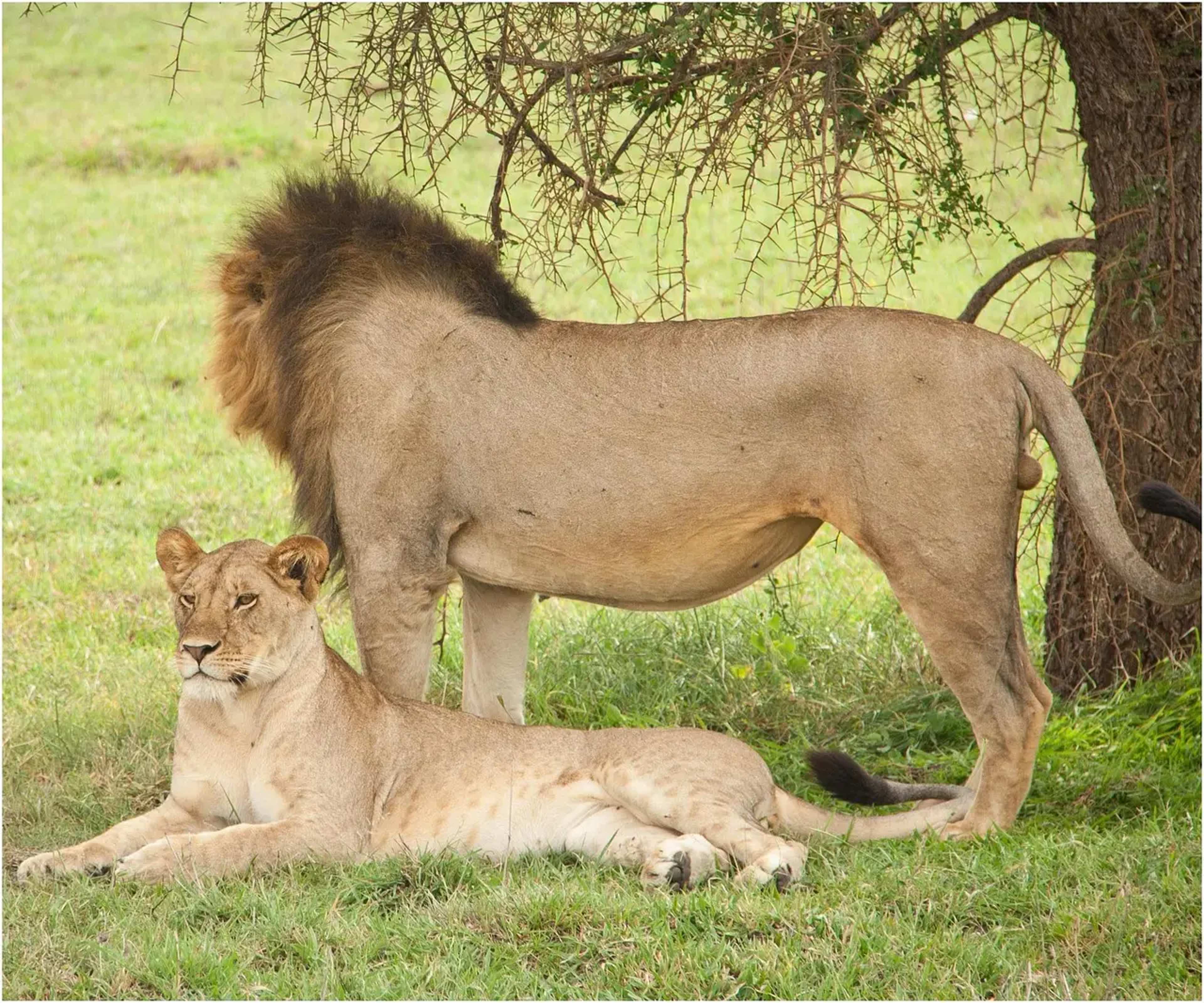 New Camp Lets Travelers Book Serengeti Safaris With Points