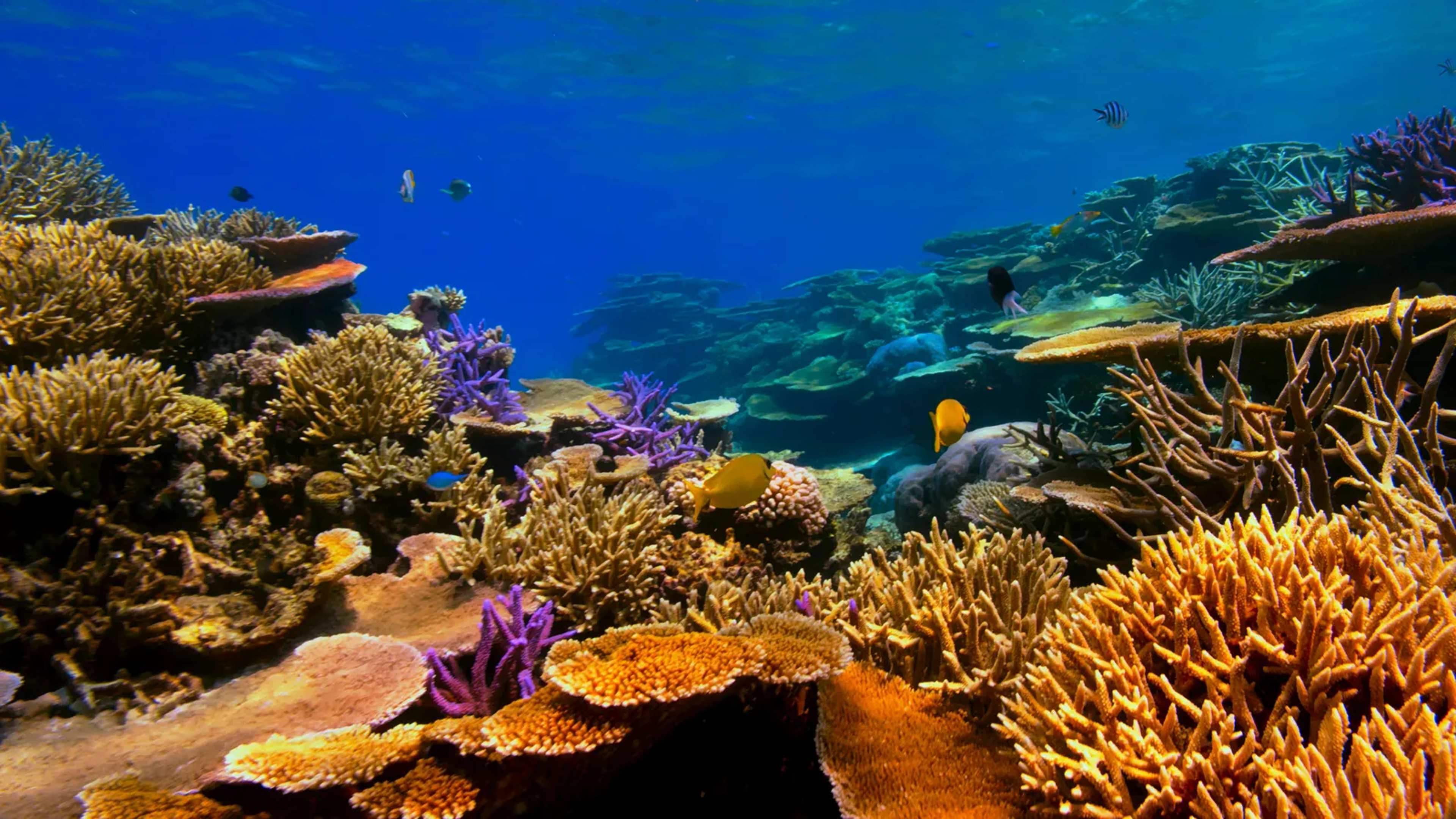 Study: Tourism Could Slow Sanur Coral Decline