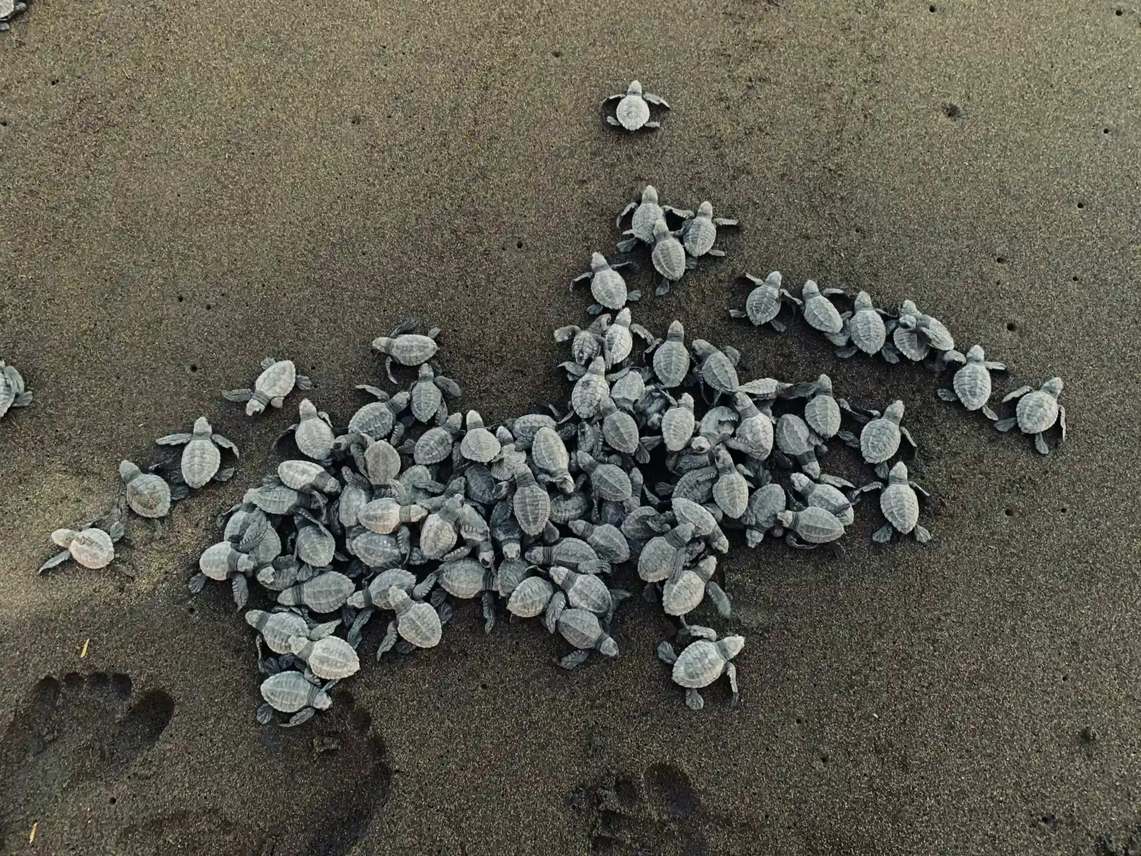 Olive Ridley Turtle Nests on Huntington Beach in First West Coast Record