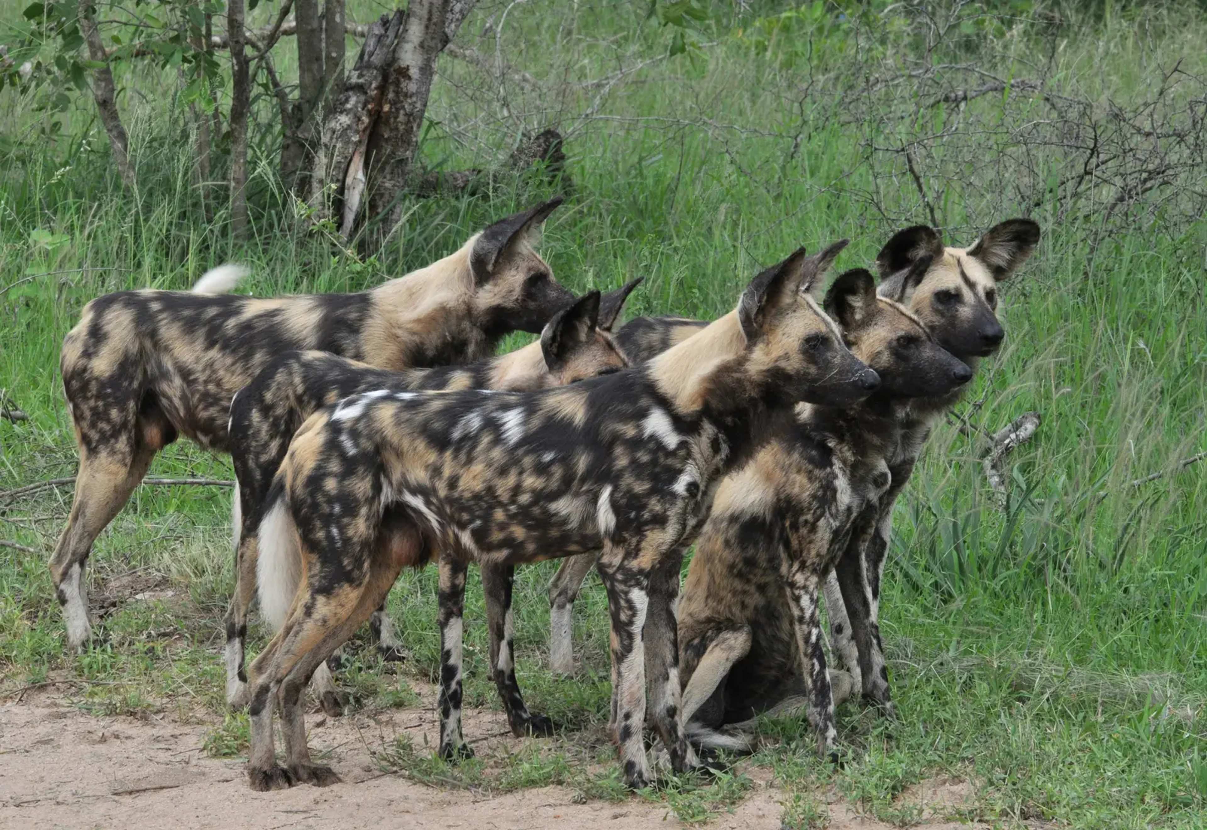 Zambian Wild Dogs Complete Record 4,000-Kilometer Trek in Search of New Territory