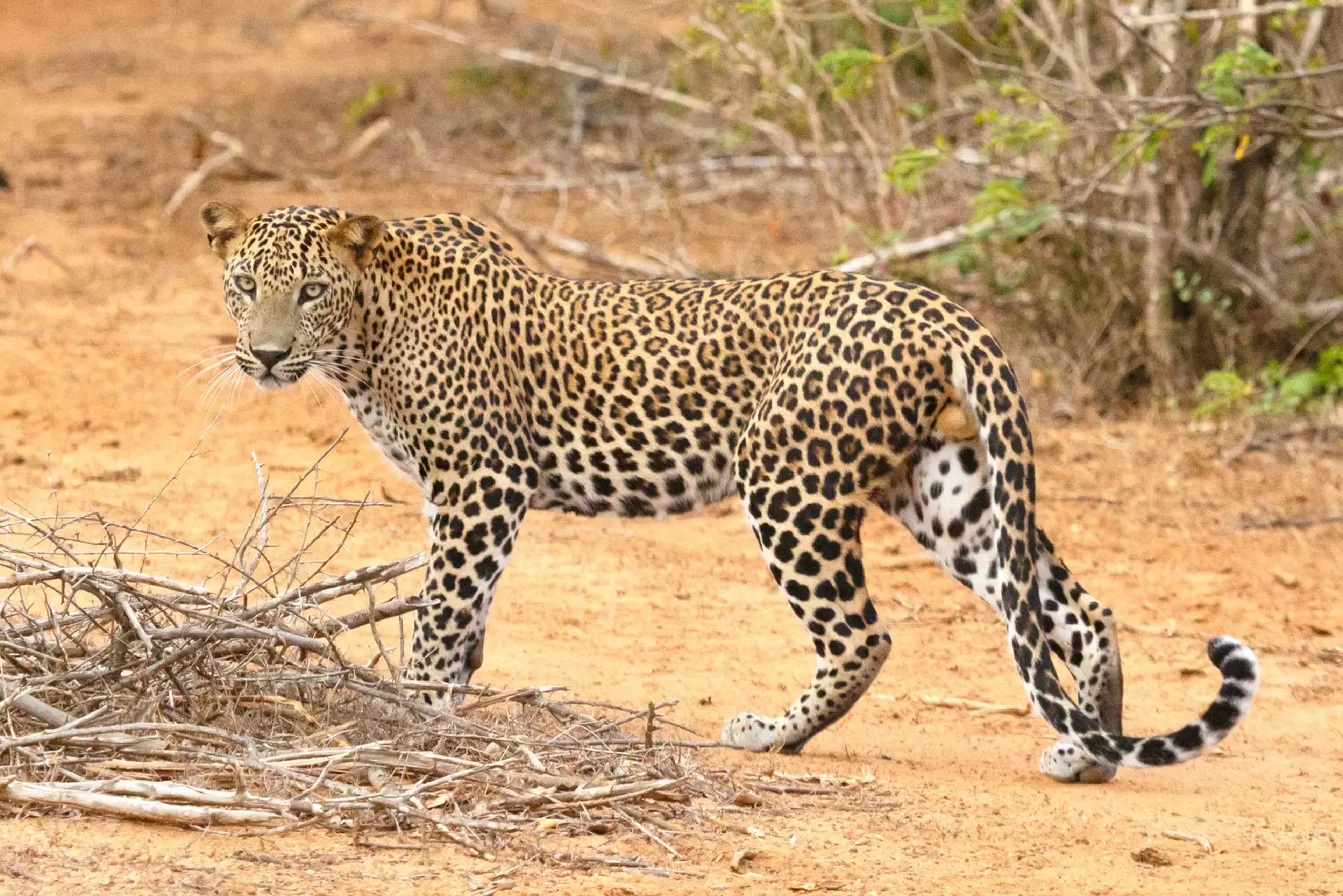 Forest Ranger Saves Leopard From Well, Dies in Line of Duty