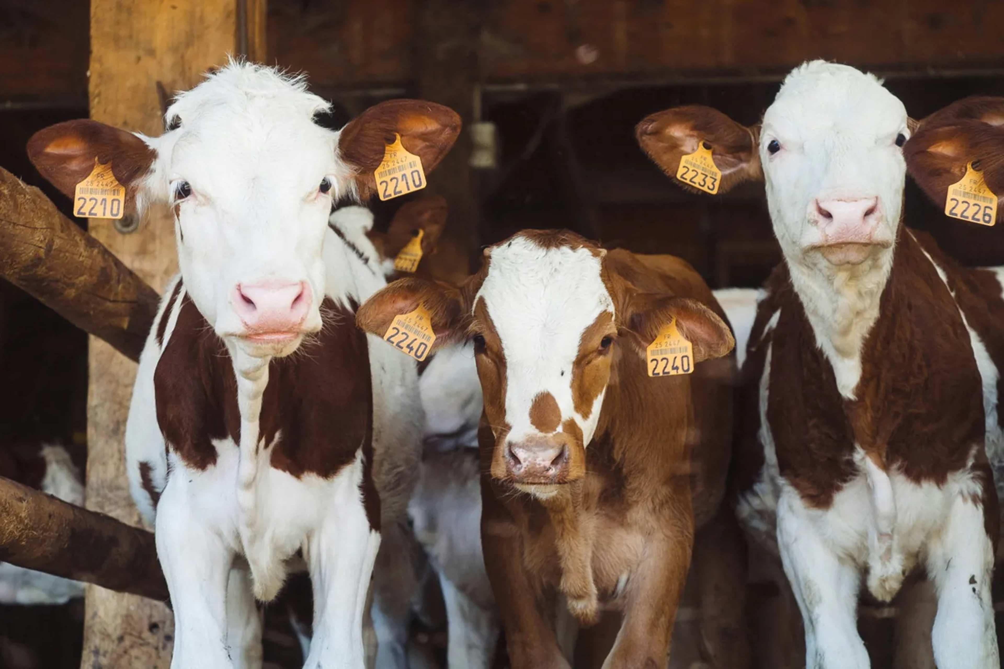 Global Groups Urge Permanent Halt to Wild Animal Imports at Reliance-Backed Vantara Zoo