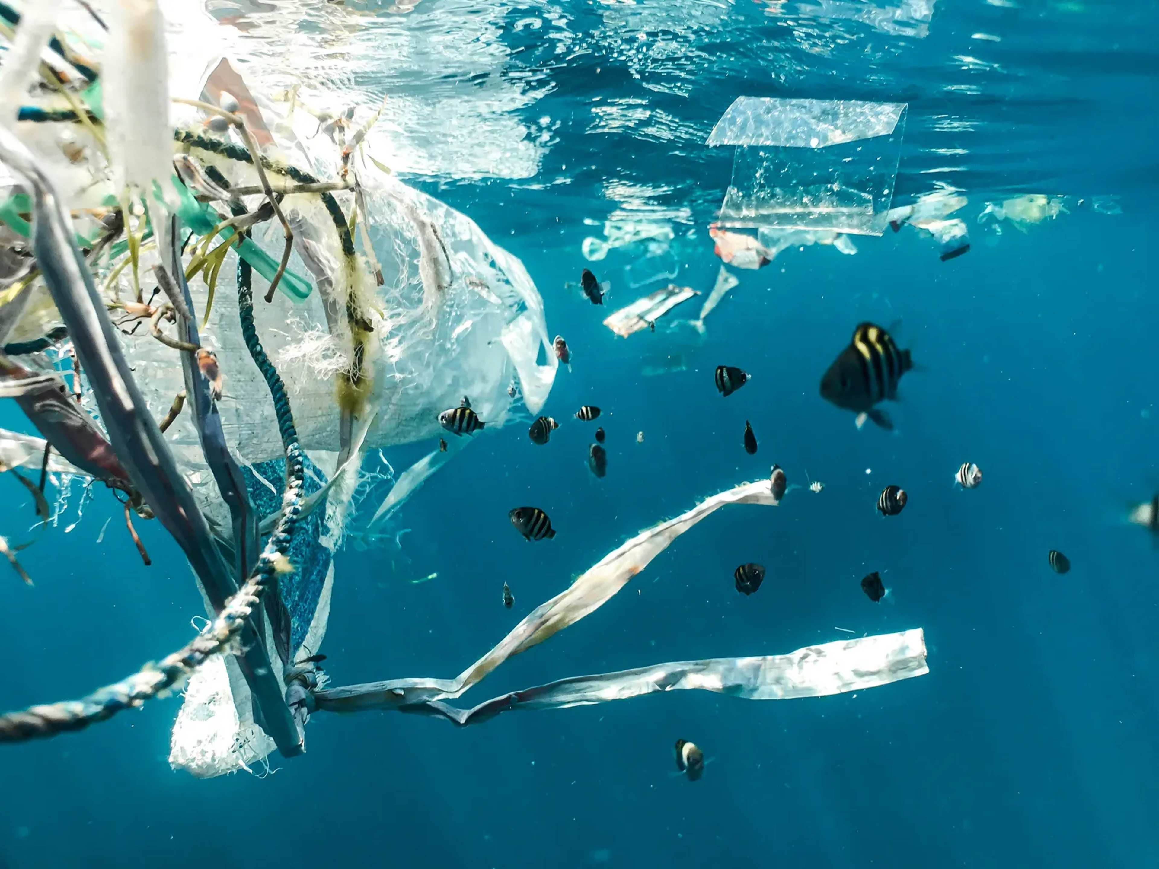 Plastic Waste Reaches the Seafloor of a Remote Canyon Off Argentina