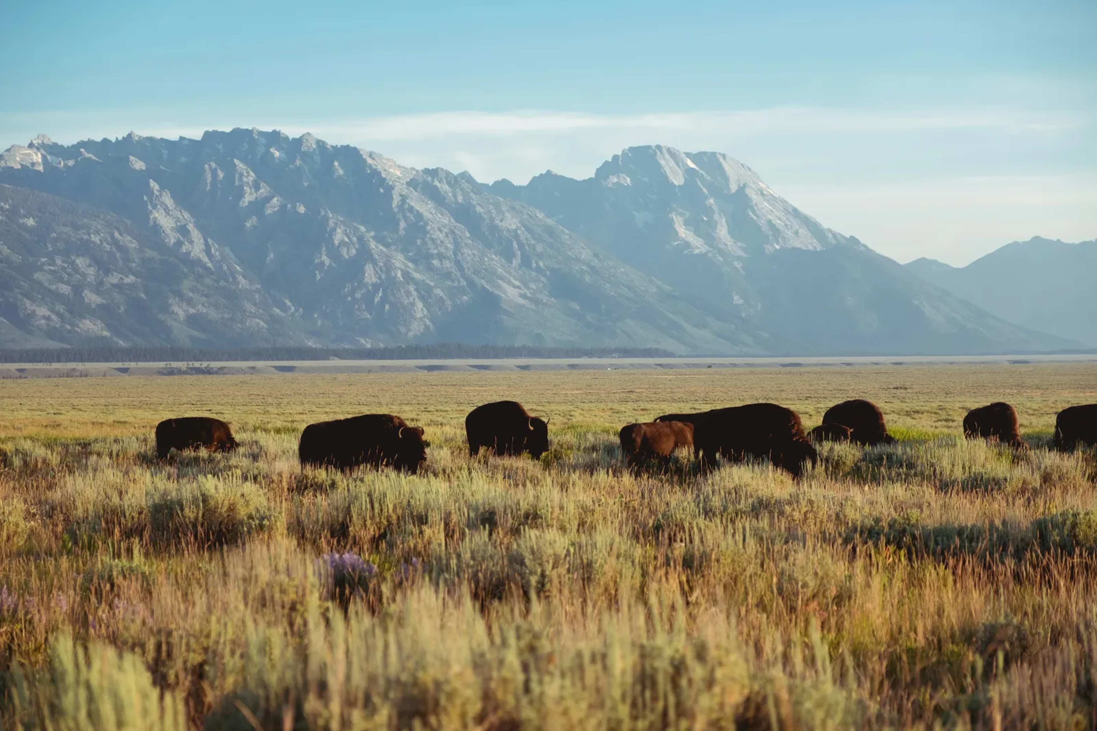 Judge Blocks Trump Plan to Remove Montana Bison
