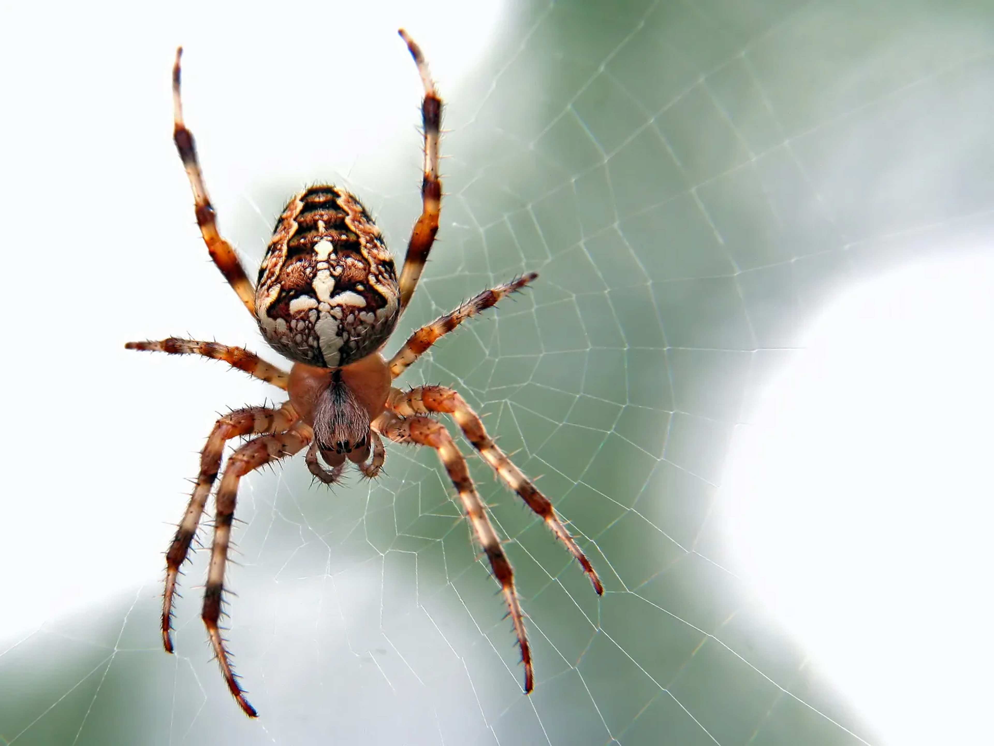 Joro Spiders Carve a Separate Path in the Southeast Food Web