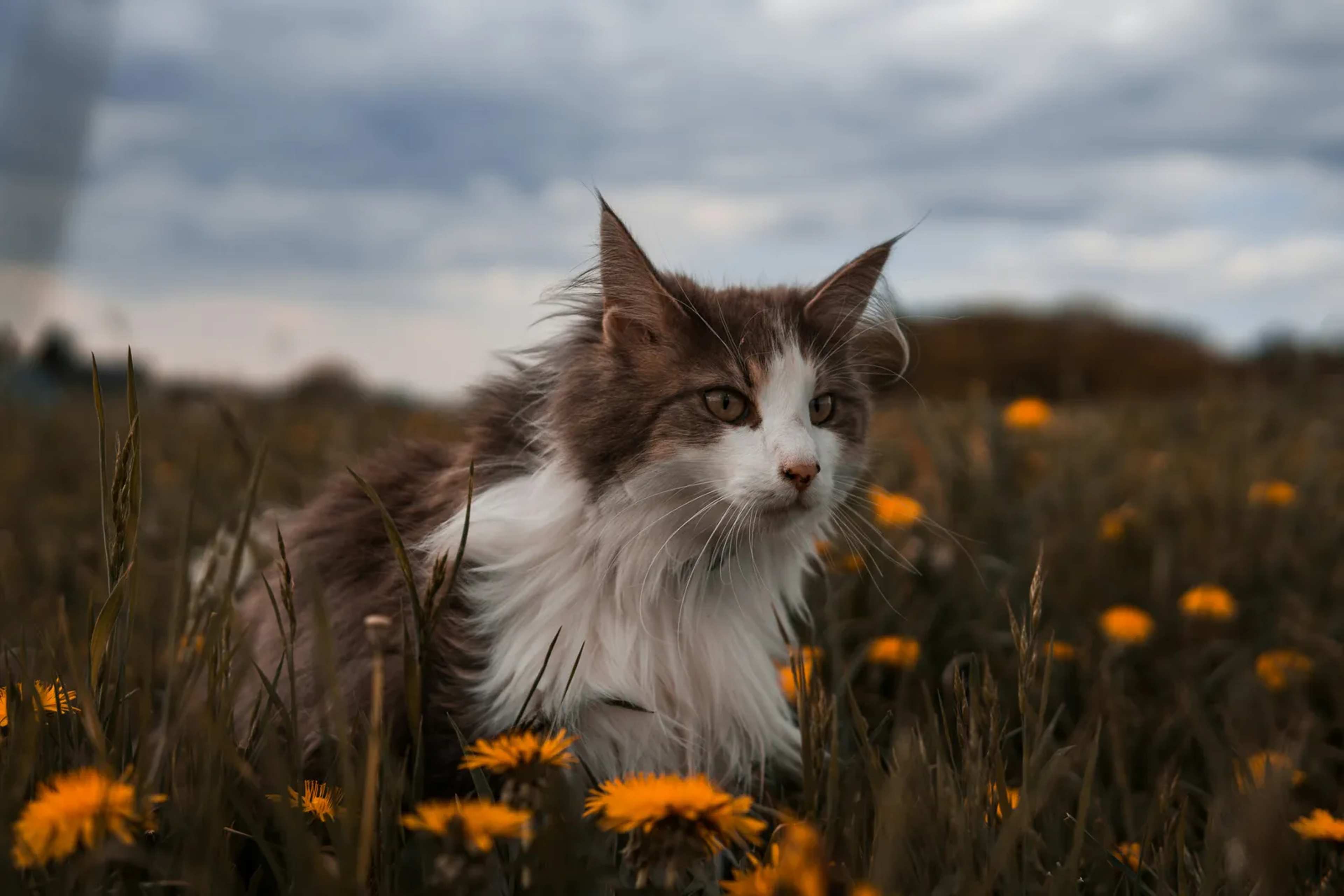 Bolivia's Cloud Forests Reveal a New Wild Cat Species After More Than a Century