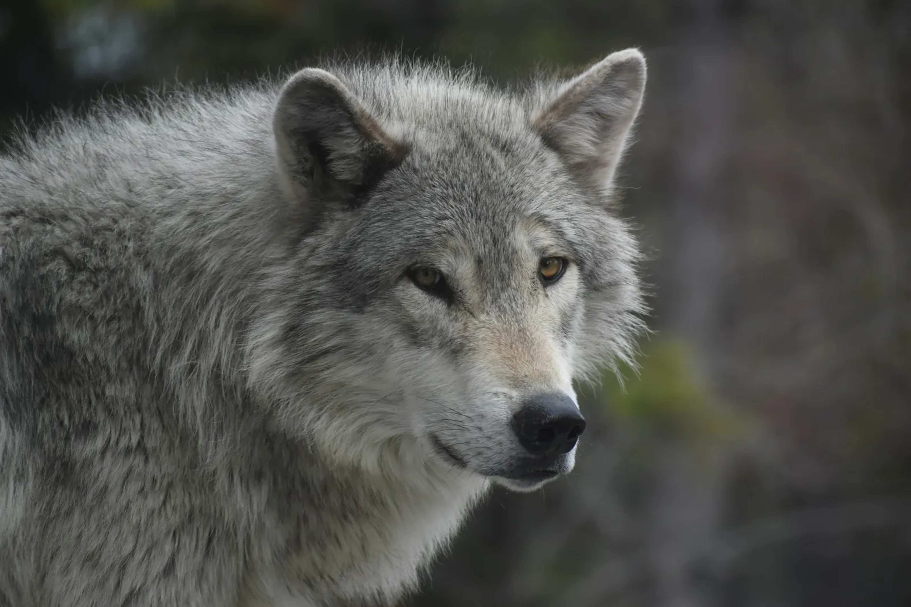How AI Is Helping Decode the Calls of Yellowstone's Wolves