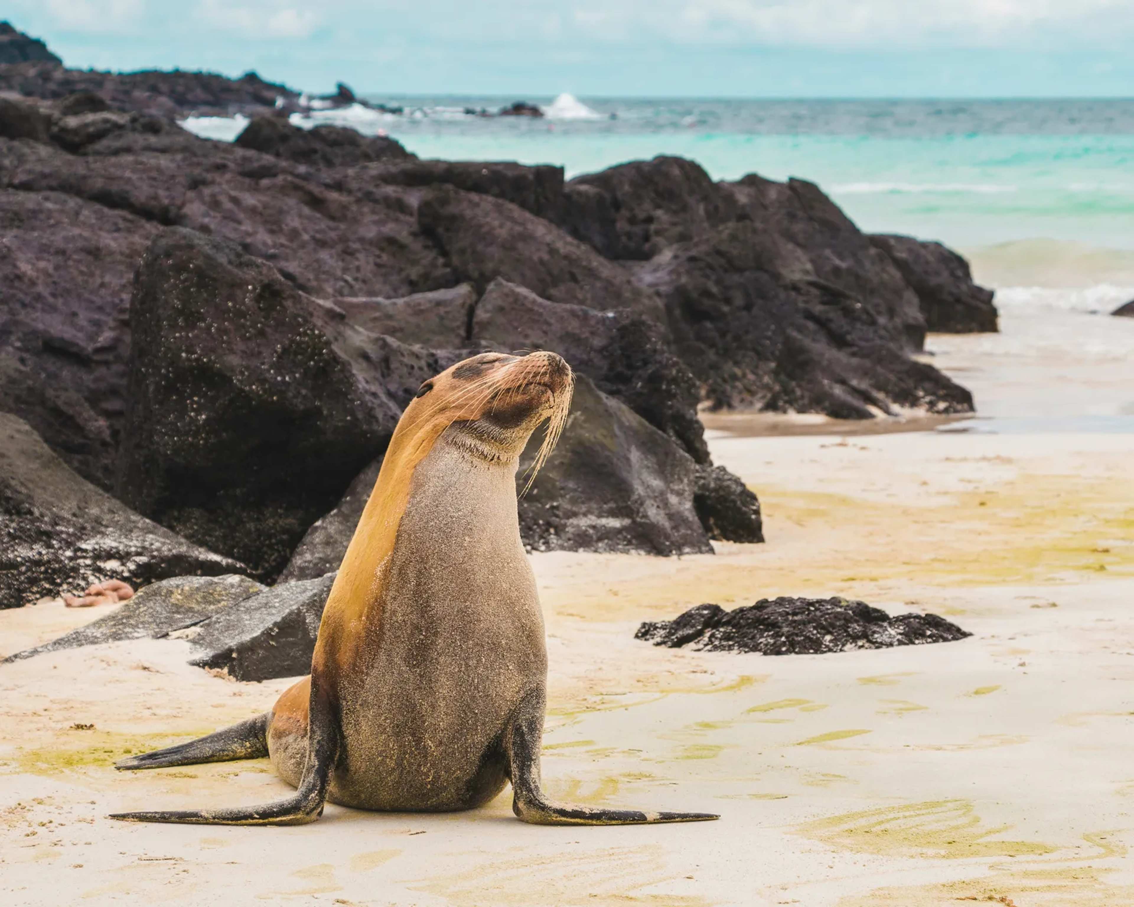 Galápagos Atlas Reveals Biodiversity Wonders Alongside Enduring Scientific Mysteries