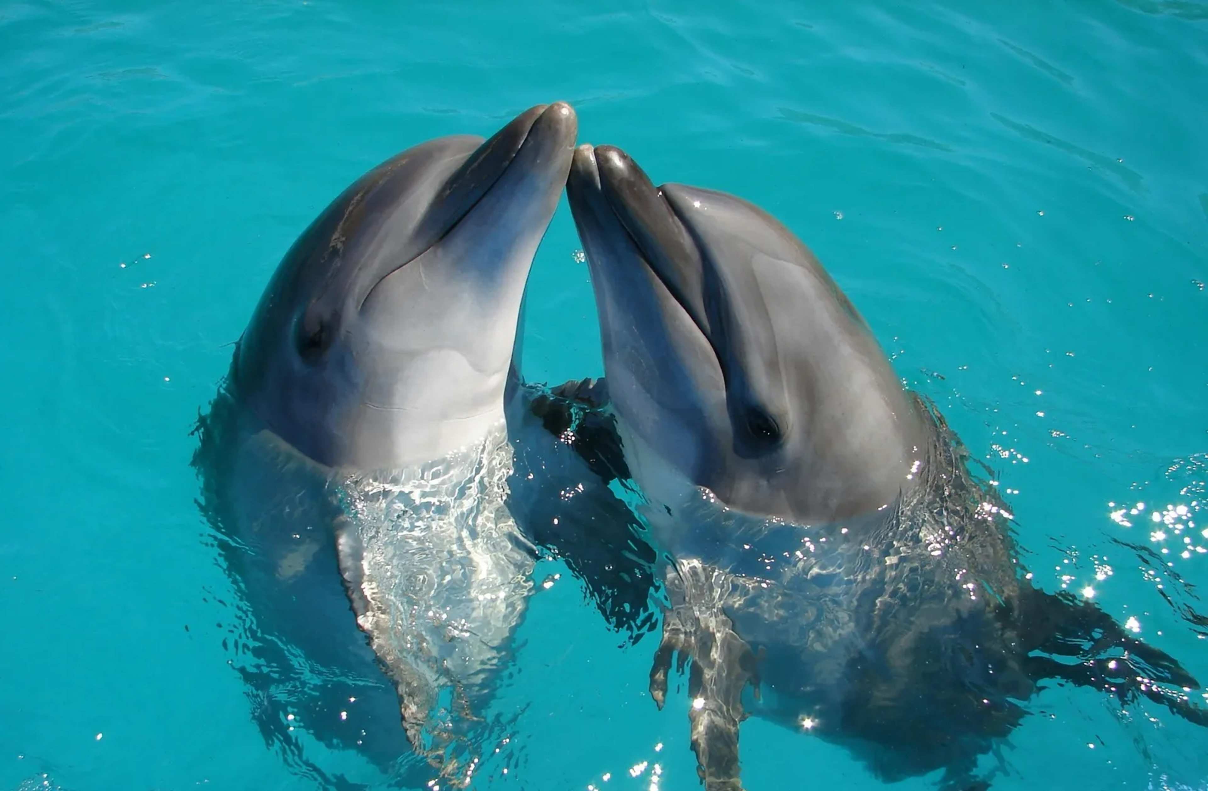 Endangered Dolphins Persist in Bangladesh's Heavily Polluted Buriganga River