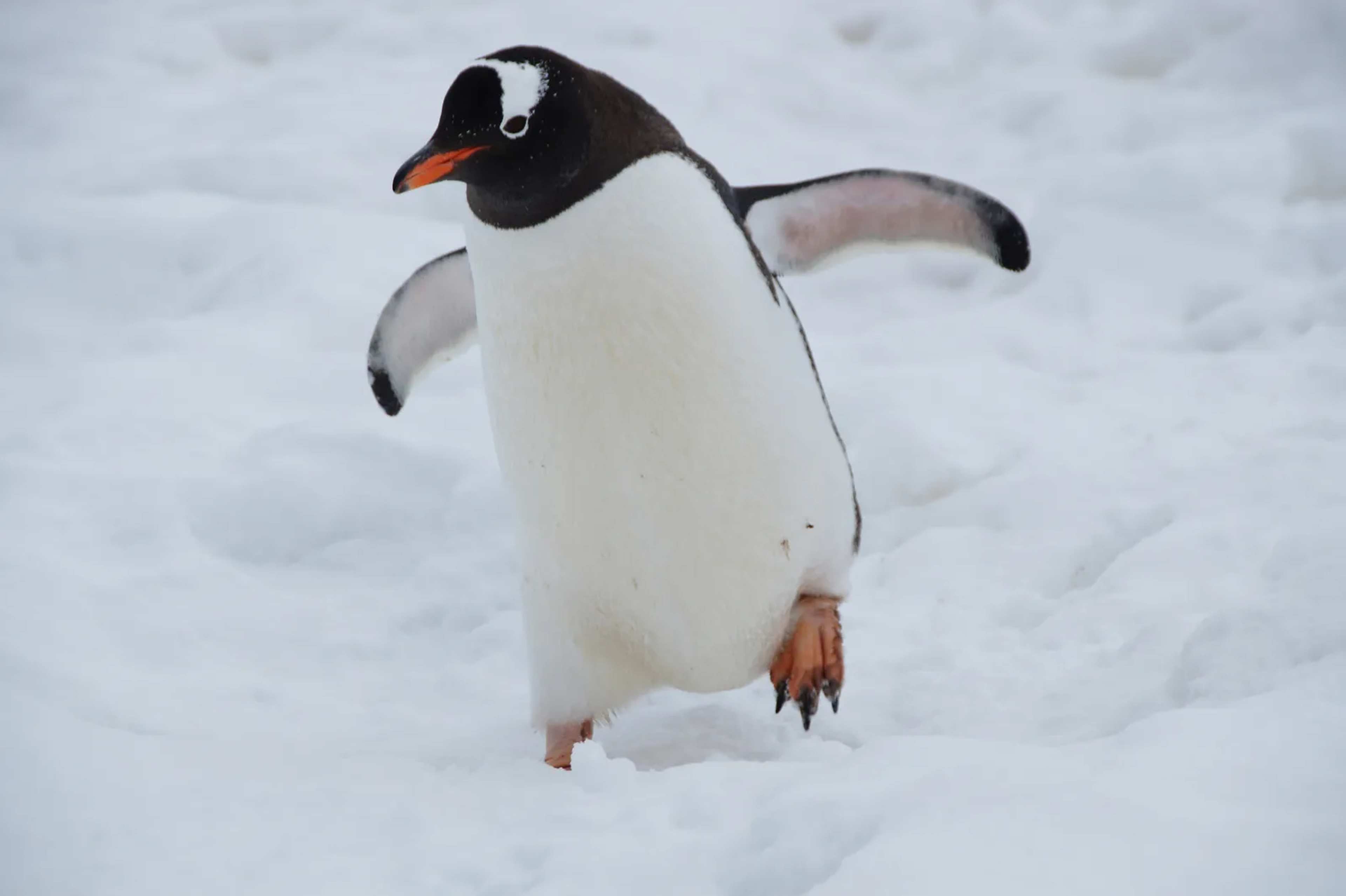 H5N1 Avian Flu Reaches Australian Sea Lions and Dolphins