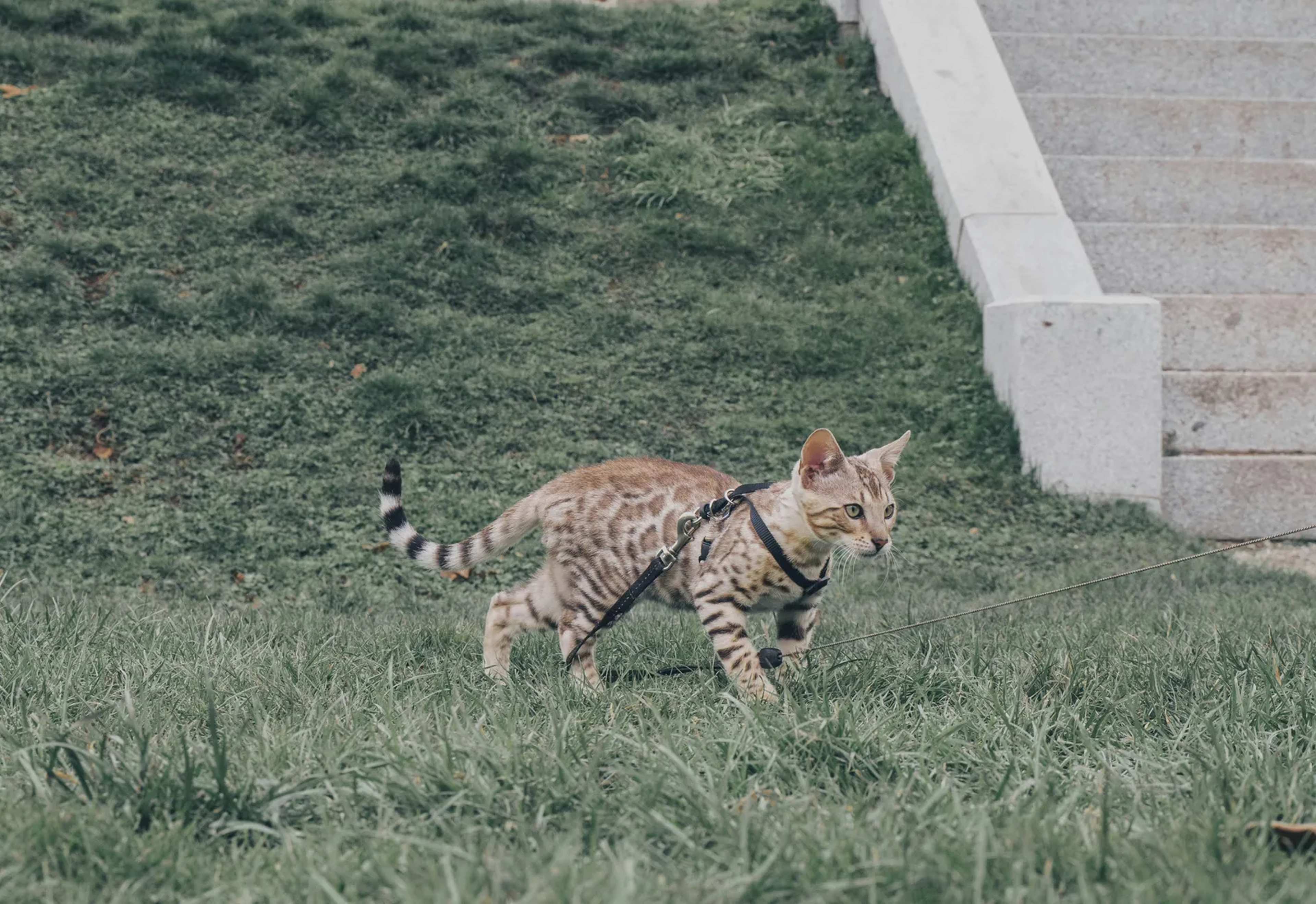 First New Wild Cat Species in Over a Century Confirmed in Bolivia’s Yungas Forests